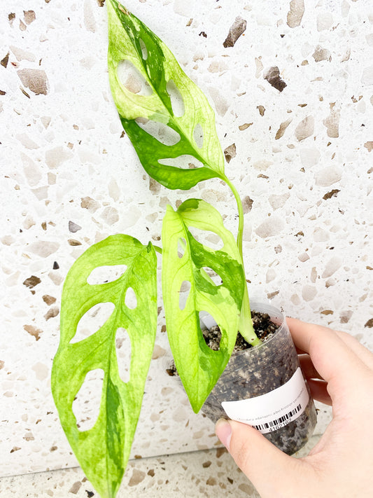 Monstera Adansonii Albo Tricolor 3 leaf top cutting (rooting)