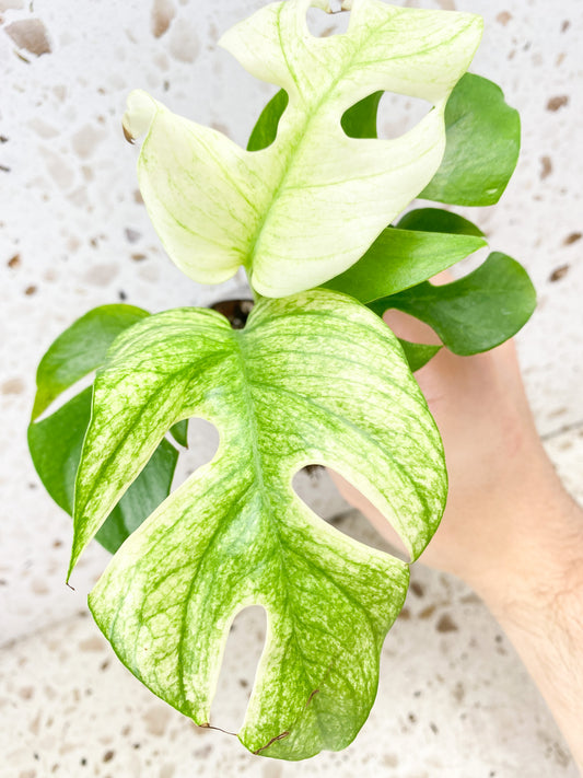 Pre Order: Rhaphidophora Tetrasperma White Monster 5 leaf top cutting