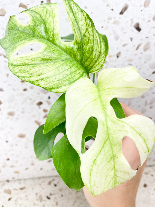 Pre Order: Rhaphidophora Tetrasperma White Monster 5 leaf top cutting