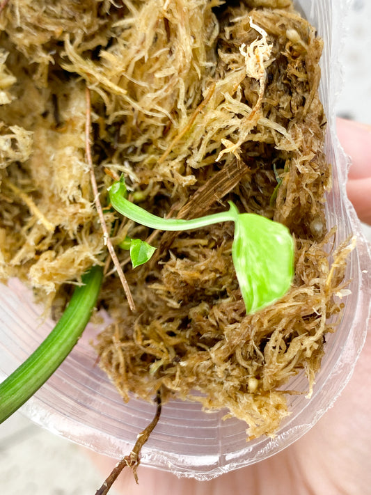 Monstera Laniata Variegated 1 baby leaf (rooting)