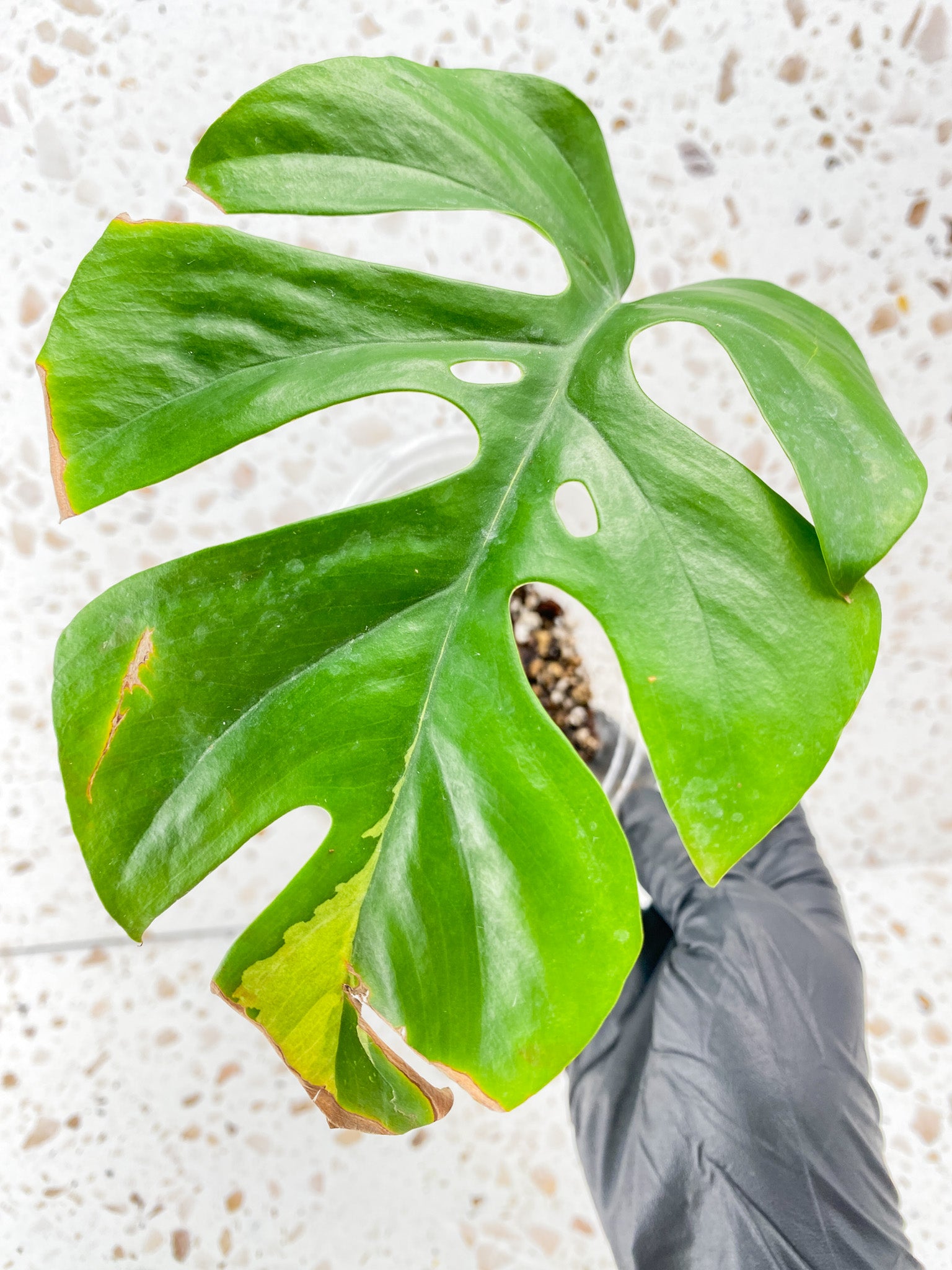 Rhaphidophora Tetrasperma Variegated 1 leaf and sprouting bud