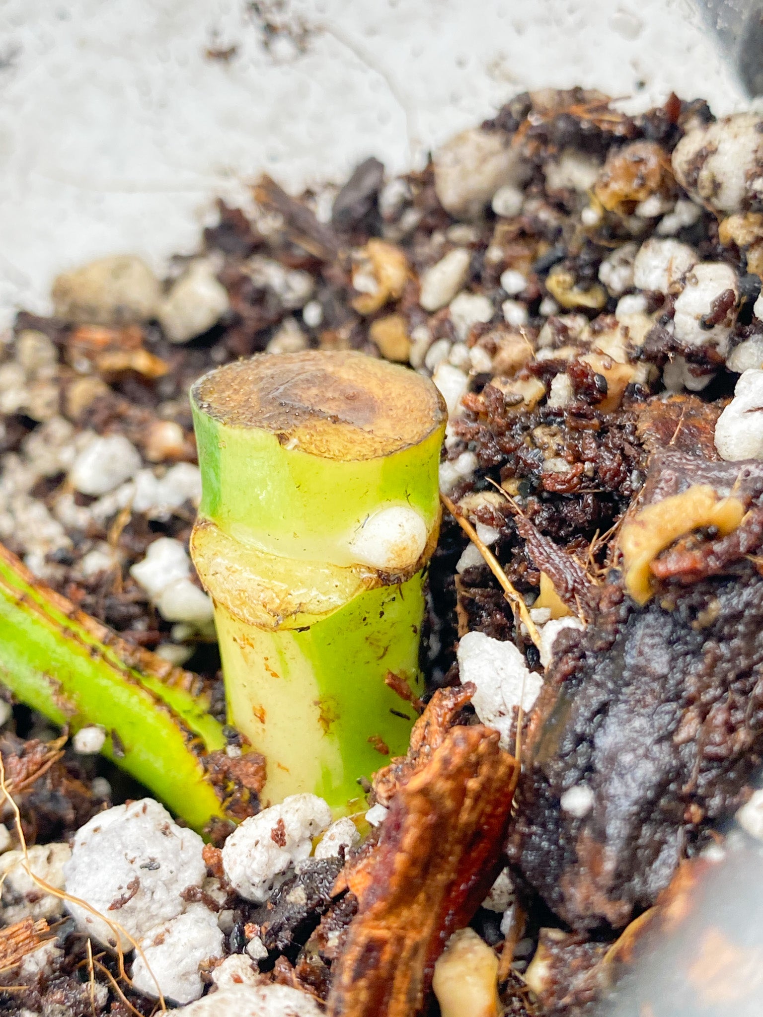 Rhaphidophora Tetrasperma Variegated 1 leaf and sprouting bud