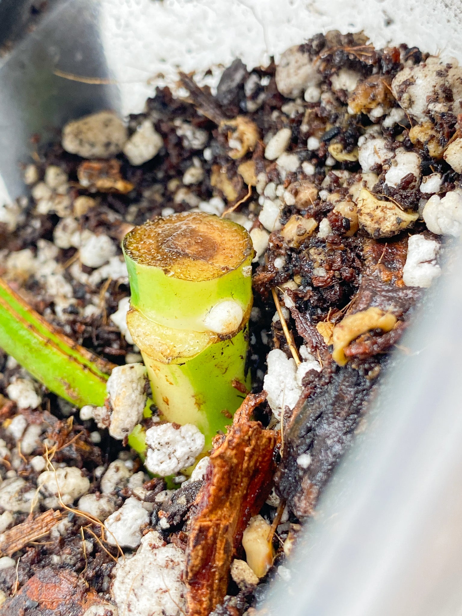 Rhaphidophora Tetrasperma Variegated 1 leaf and sprouting bud