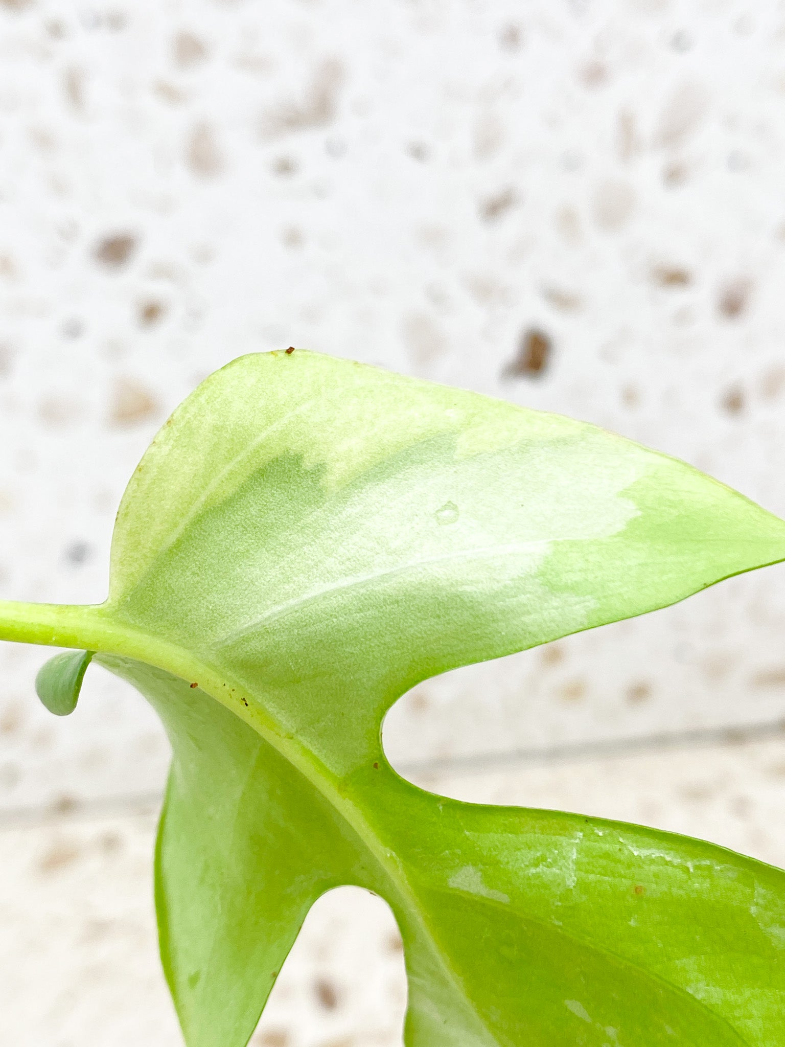 Rhaphidophora Tetrasperma Variegated 1 leaf (slightly rooted)