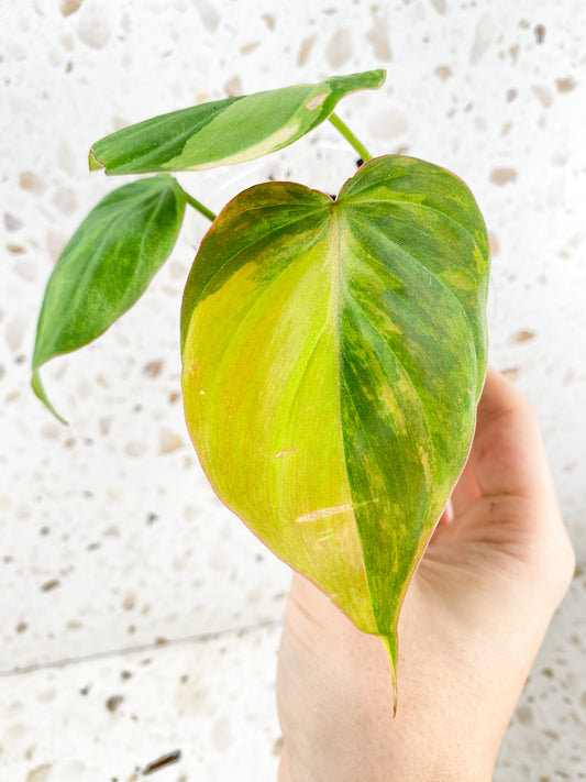 Philodendron Micans Variegated 3 leaves 1 sprout top cutting (rooting in soil)