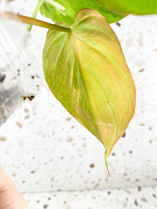 Philodendron Micans Variegated 3 leaves 1 sprout top cutting (rooting in soil)