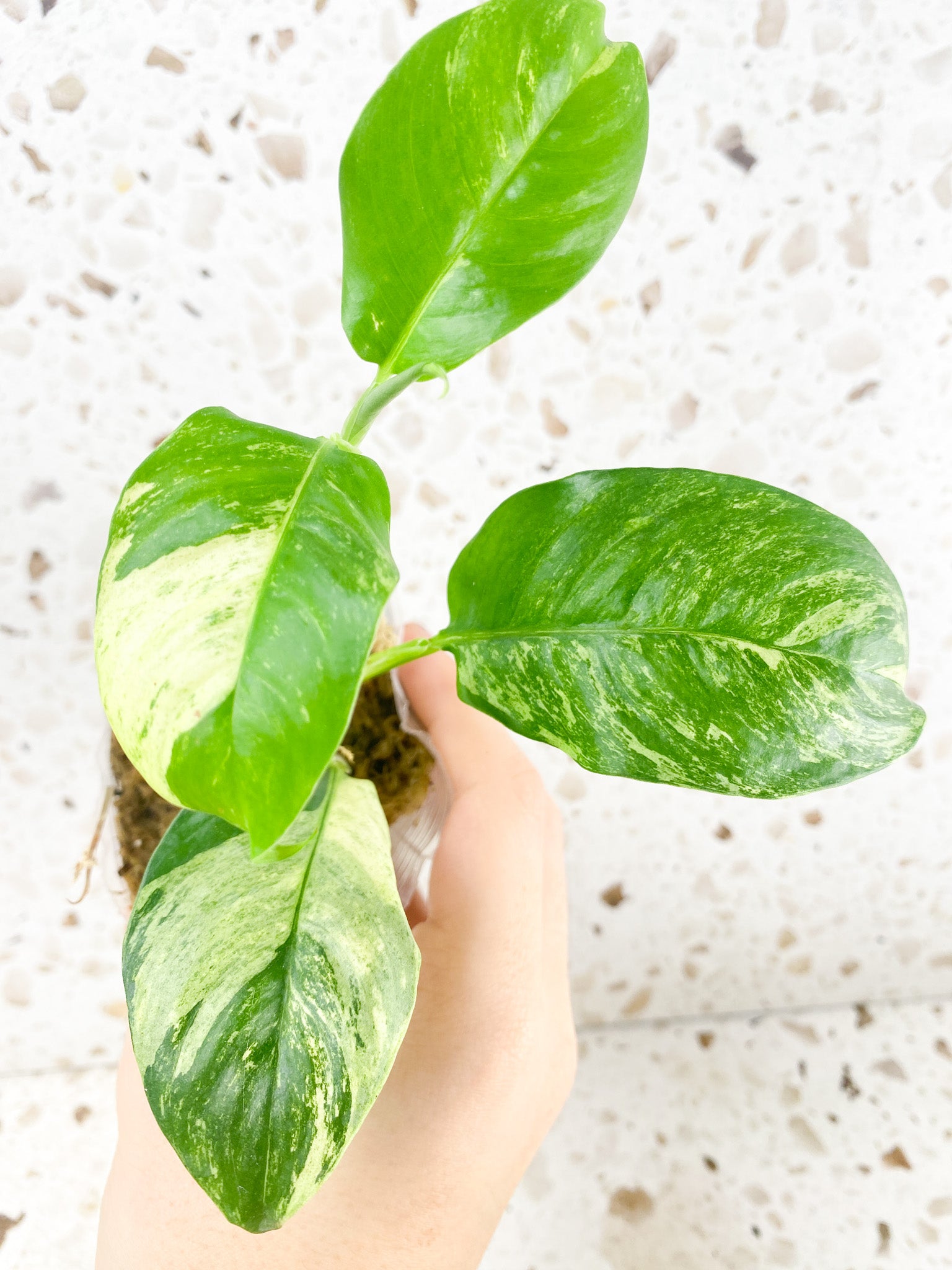 Rhaphidophora Puberula Variegated 4 leaves 1 shoot top cutting