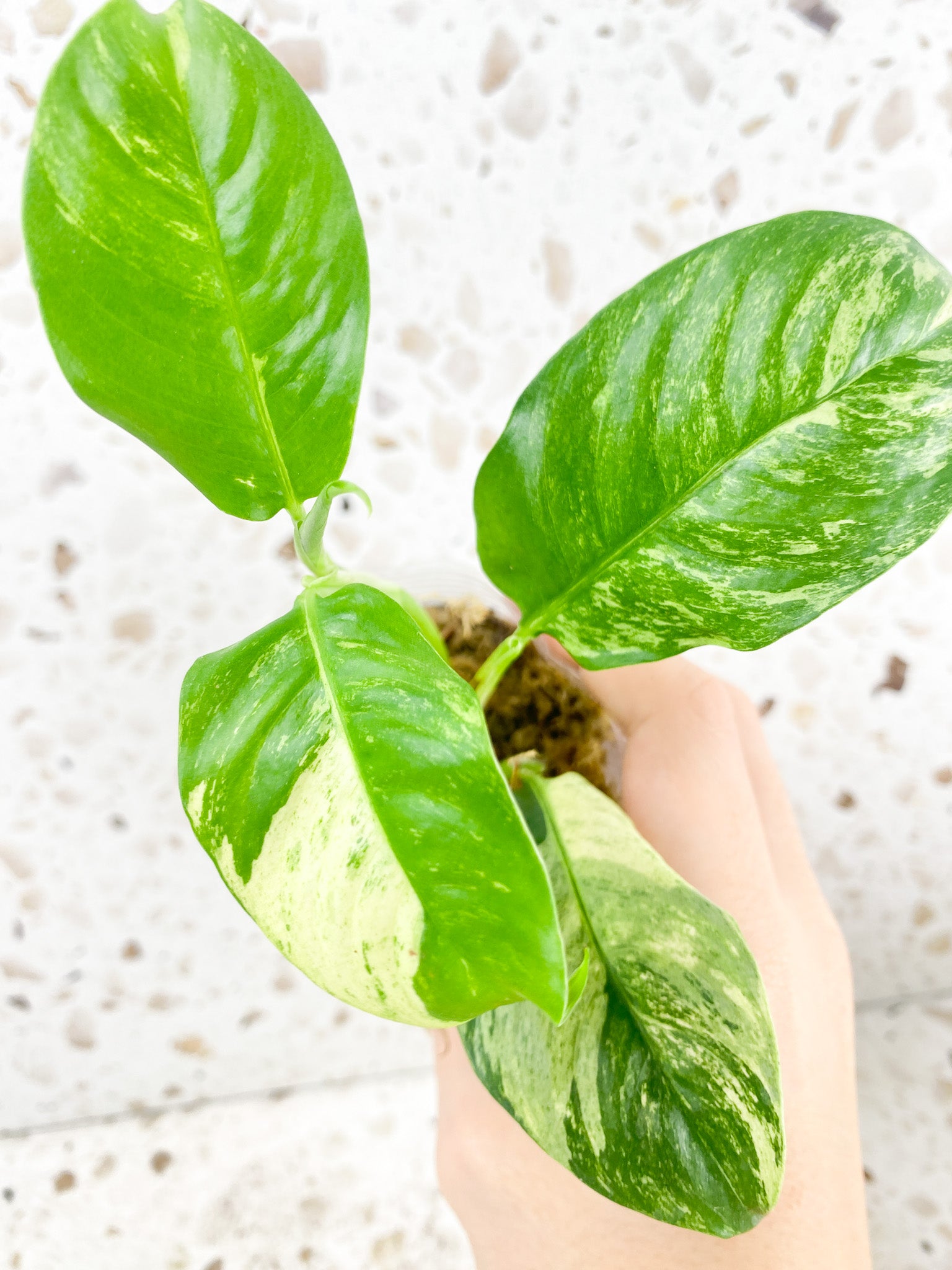 Rhaphidophora Puberula Variegated 4 leaves 1 shoot top cutting