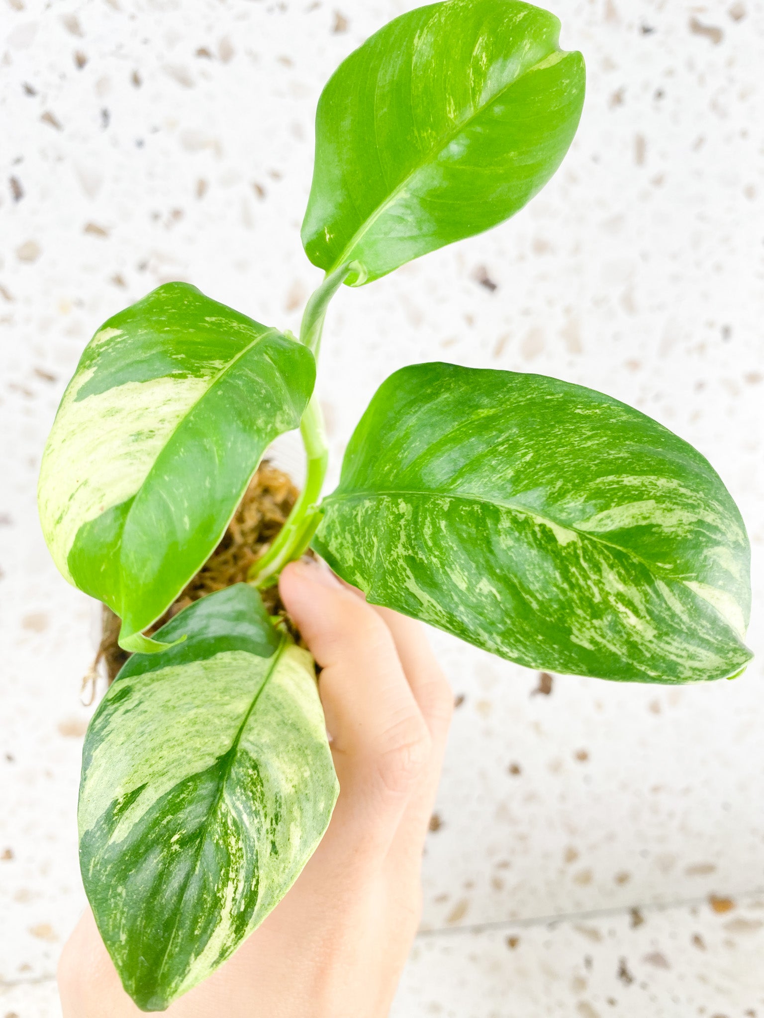 Rhaphidophora Puberula Variegated 4 leaves 1 shoot top cutting