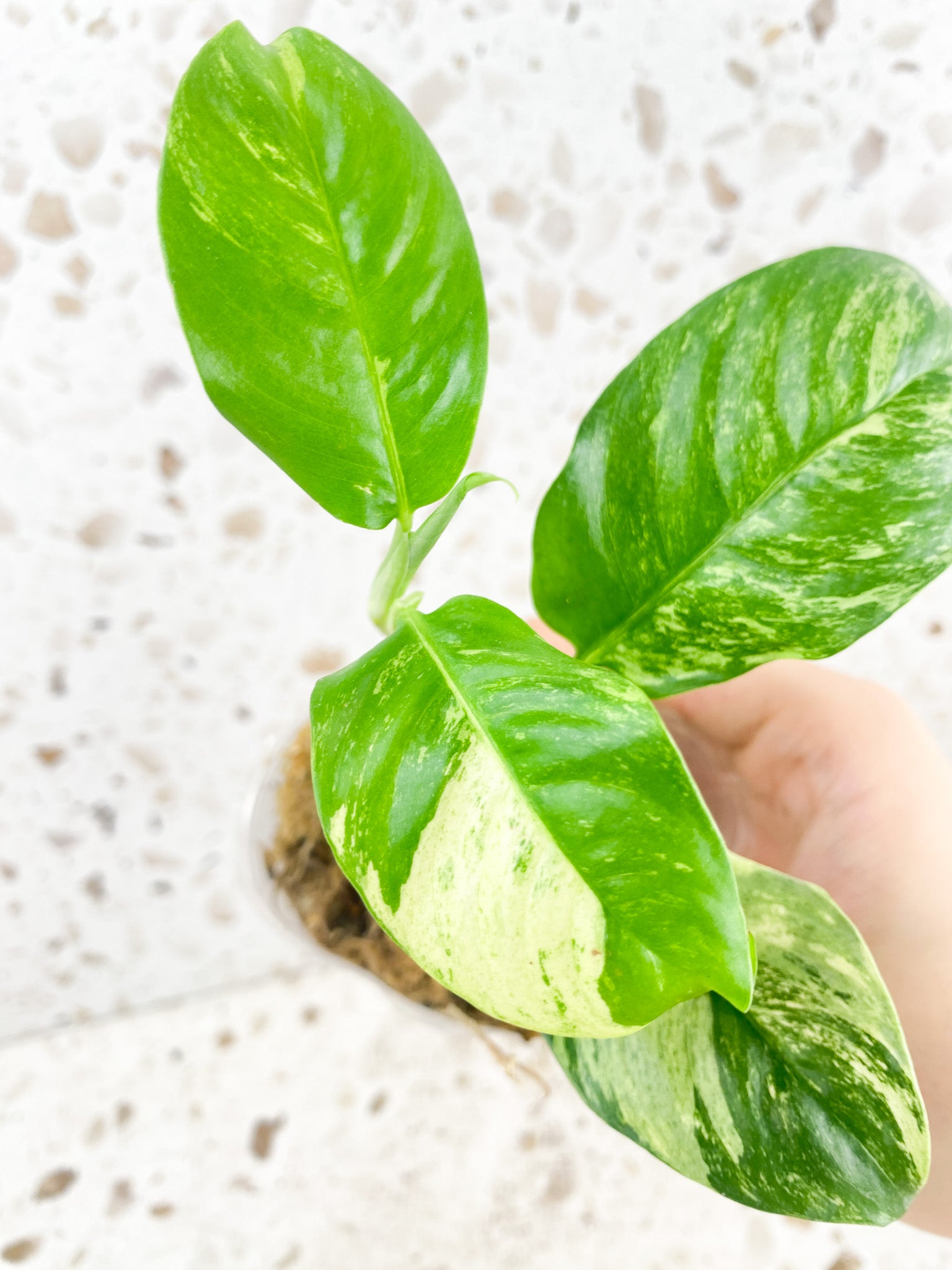 Rhaphidophora Puberula Variegated 4 leaves 1 shoot top cutting