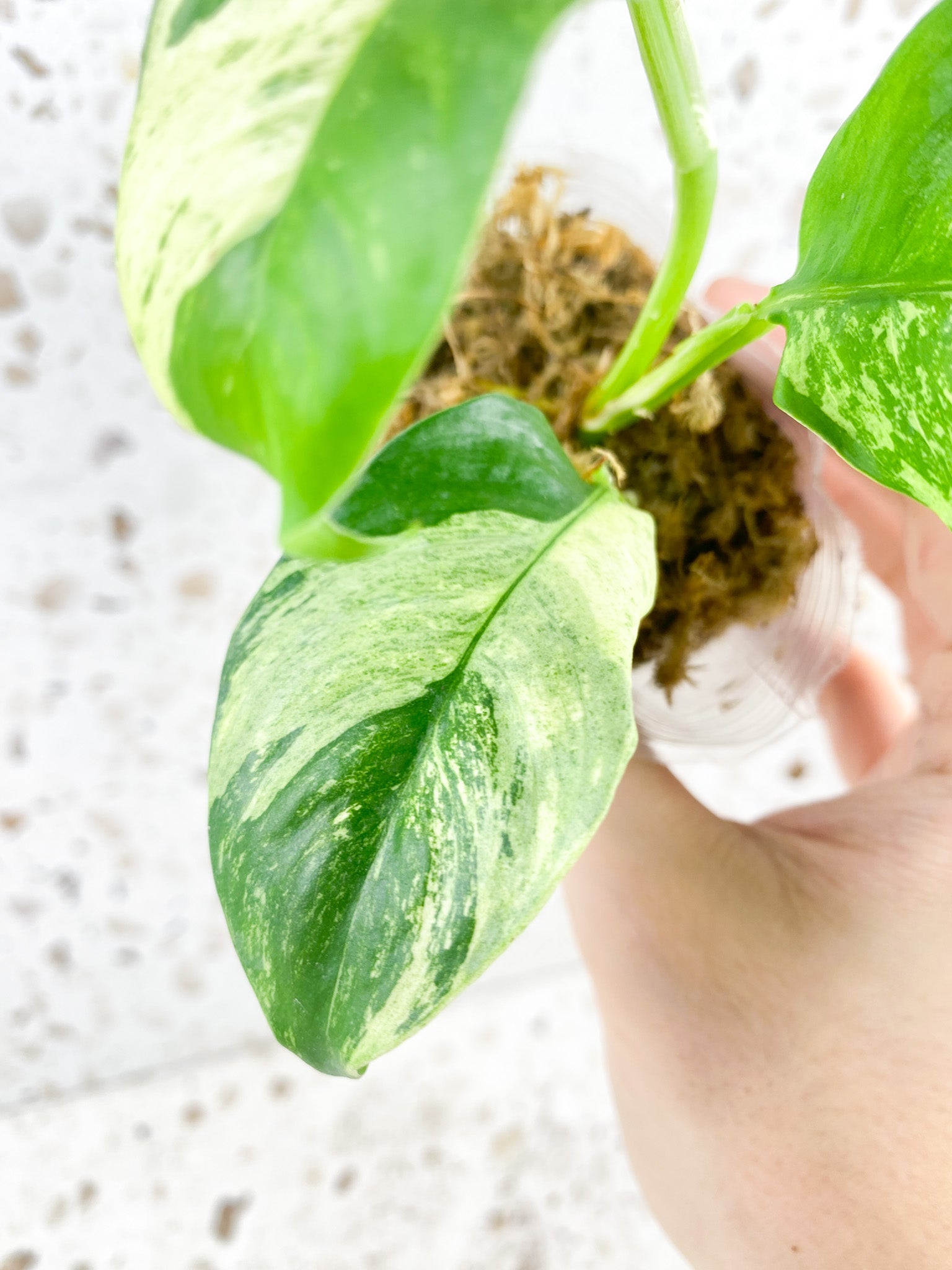 Rhaphidophora Puberula Variegated 4 leaves 1 shoot top cutting