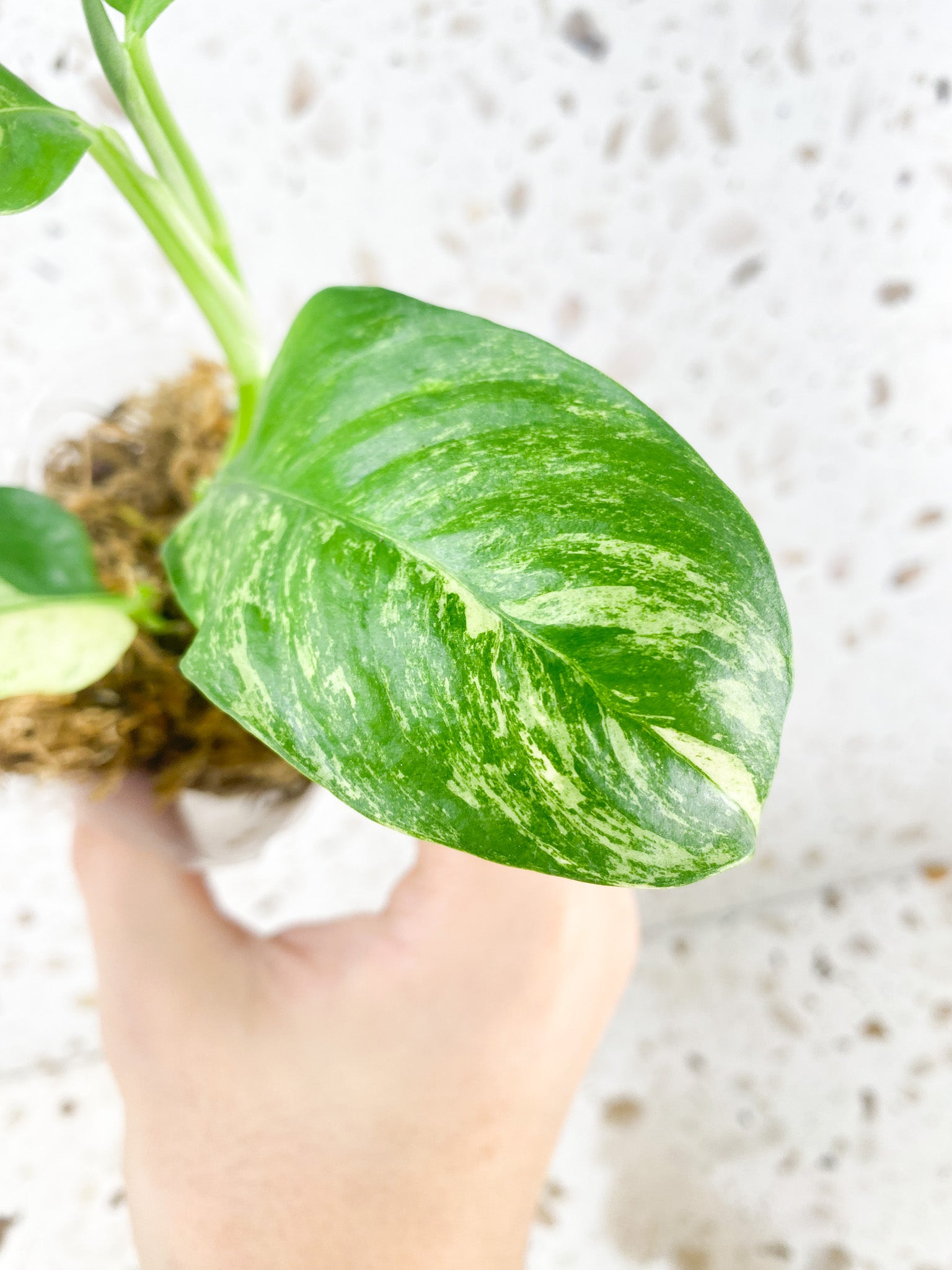 Rhaphidophora Puberula Variegated 4 leaves 1 shoot top cutting