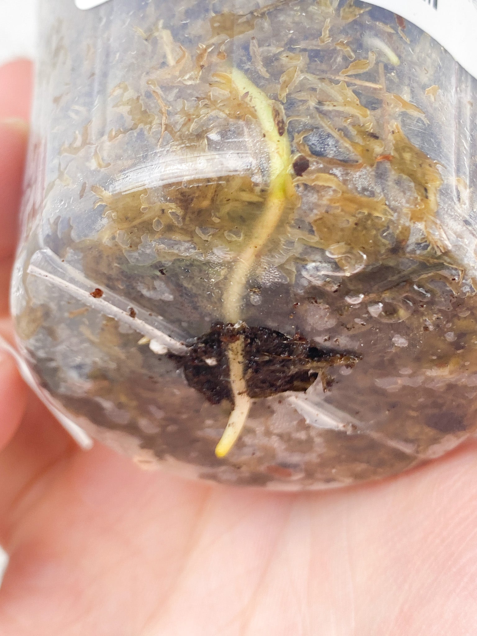 Rhaphidophora Puberula Variegated 4 leaves 1 shoot top cutting