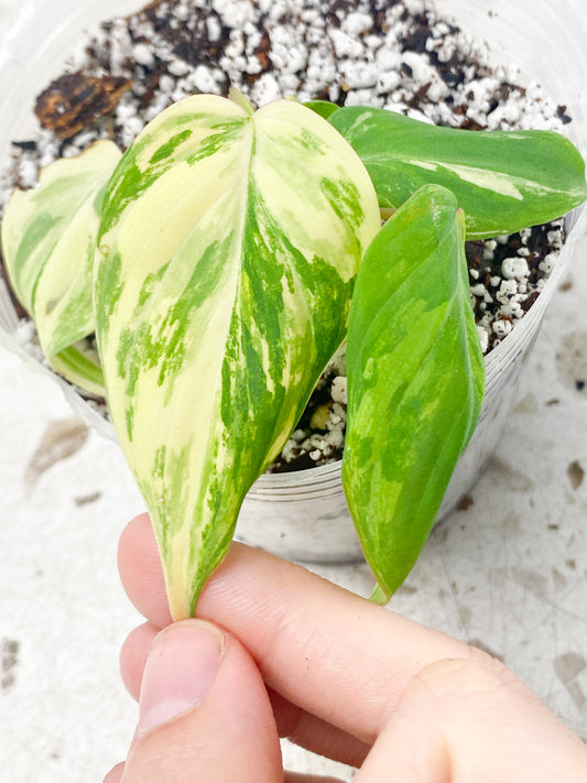 Philodendron Micans Variegated 4 leaves 1 shoot top cutting