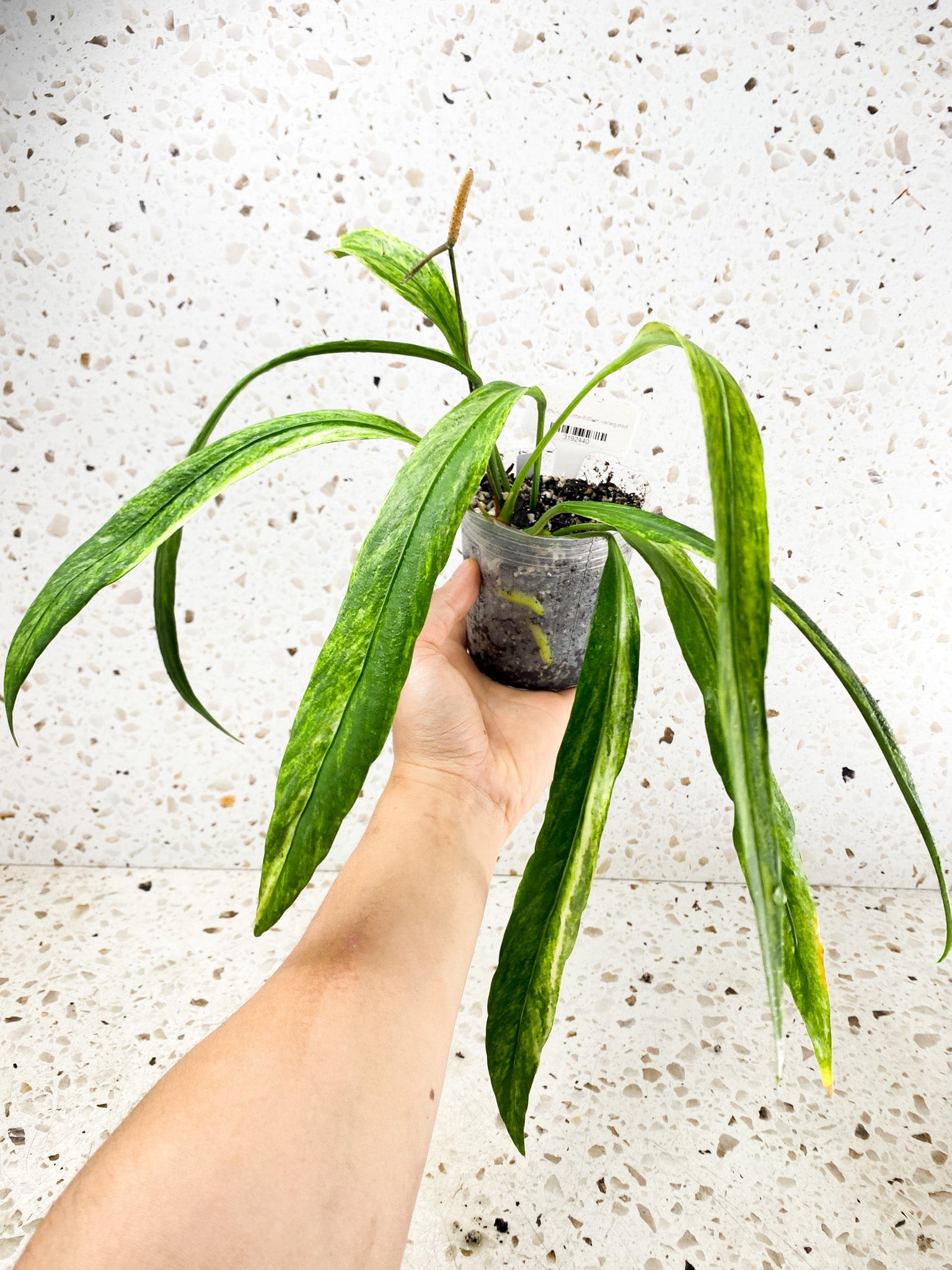Anthurium Vittarifolium Variegated multiple leaves top cutting with inflorescence (rooted)