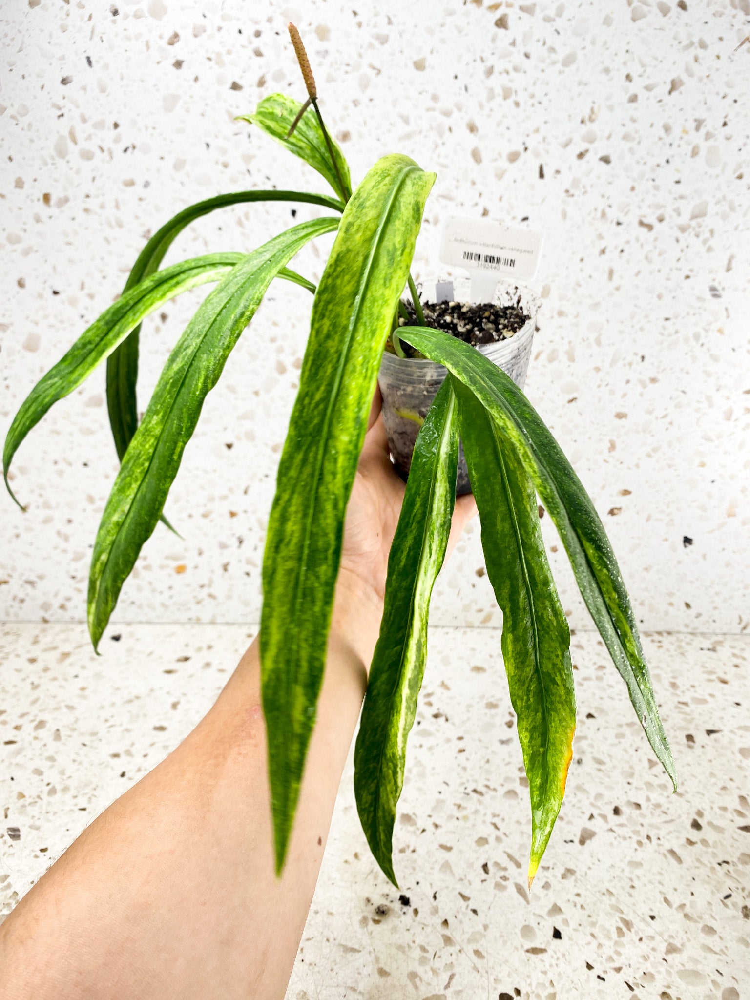 Anthurium Vittarifolium Variegated multiple leaves top cutting with inflorescence (rooted)