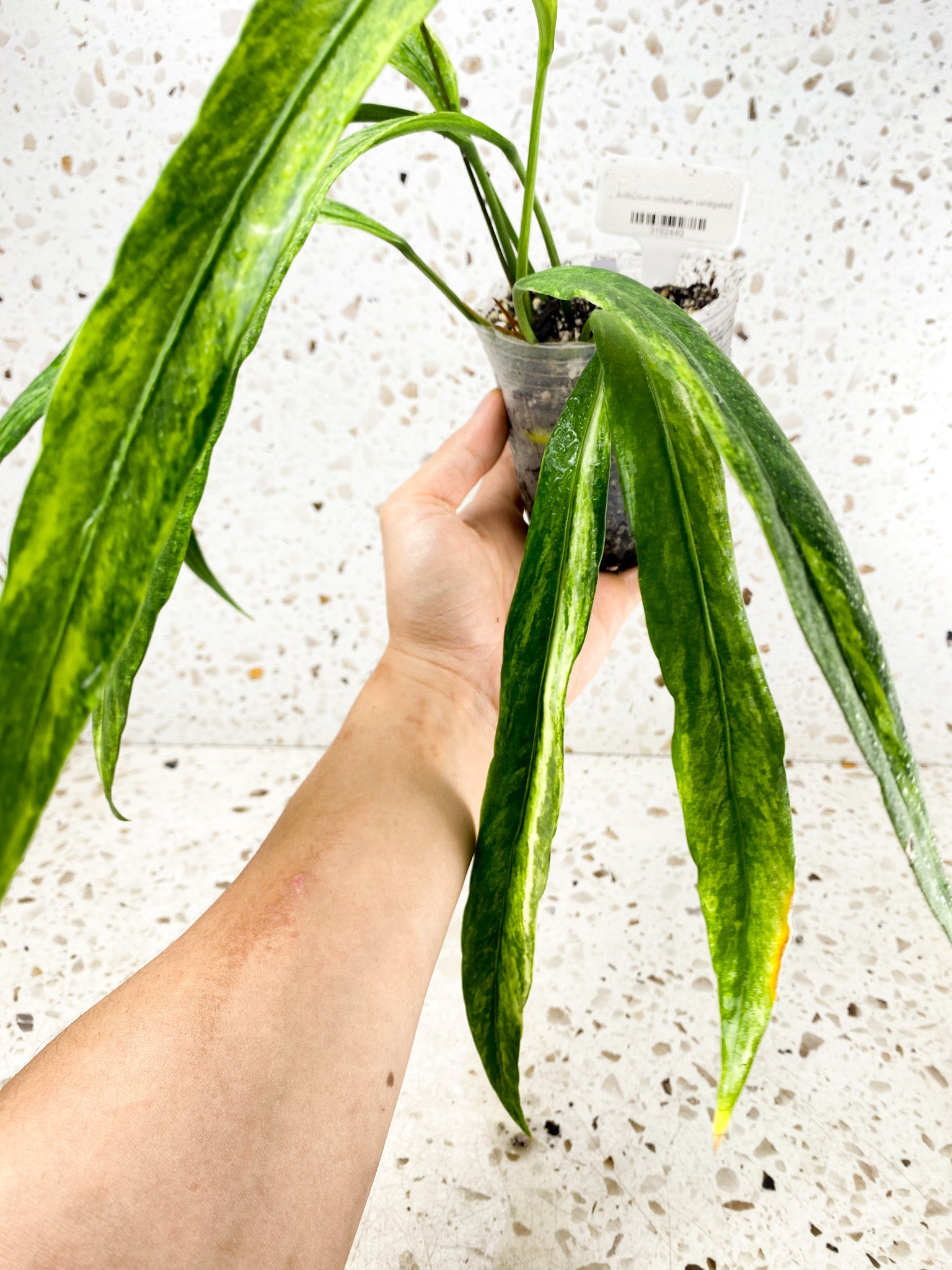 Anthurium Vittarifolium Variegated multiple leaves top cutting with inflorescence (rooted)