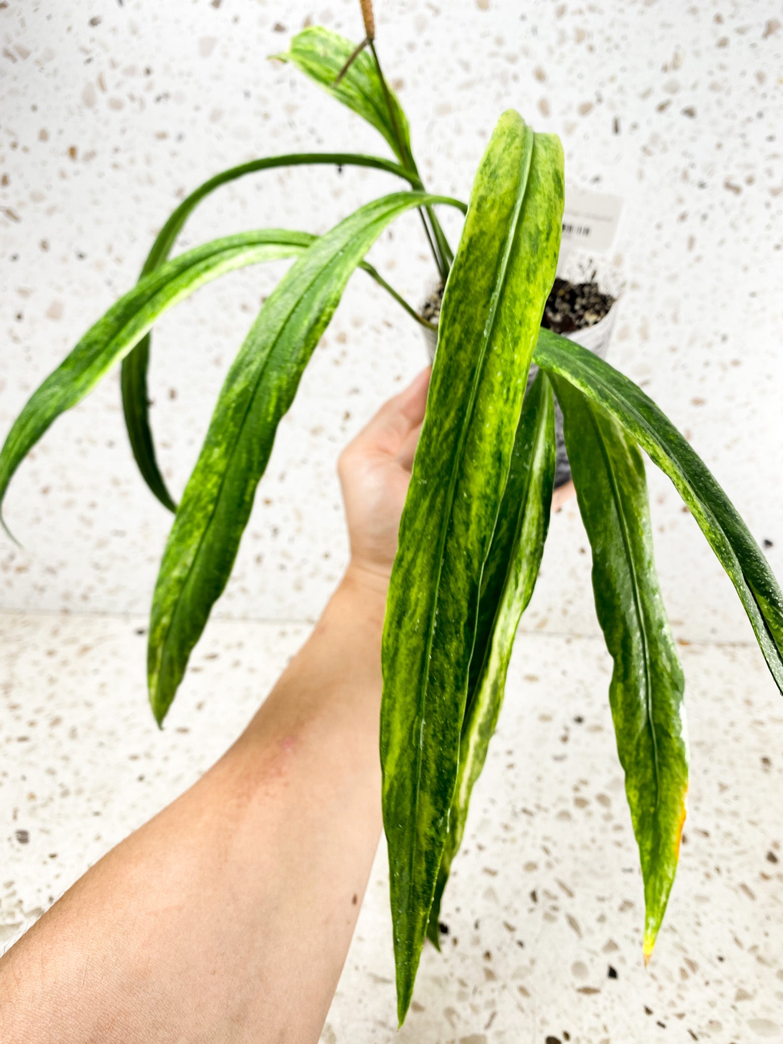 Anthurium Vittarifolium Variegated multiple leaves top cutting with inflorescence (rooted)