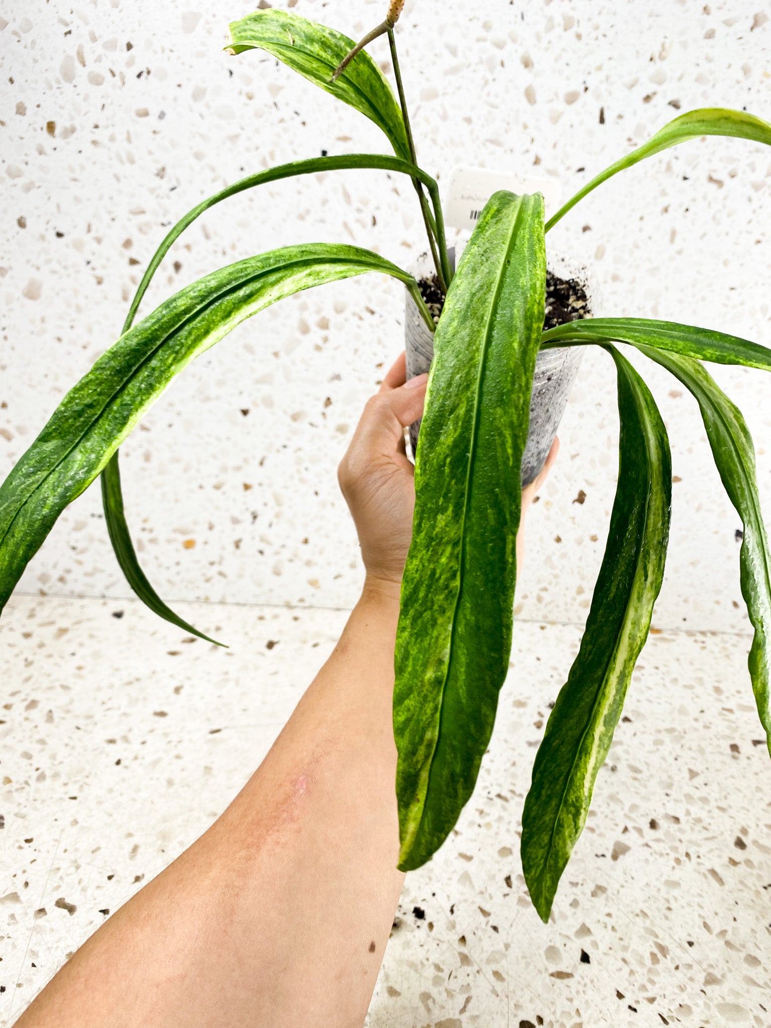 Anthurium Vittarifolium Variegated multiple leaves top cutting with inflorescence (rooted)