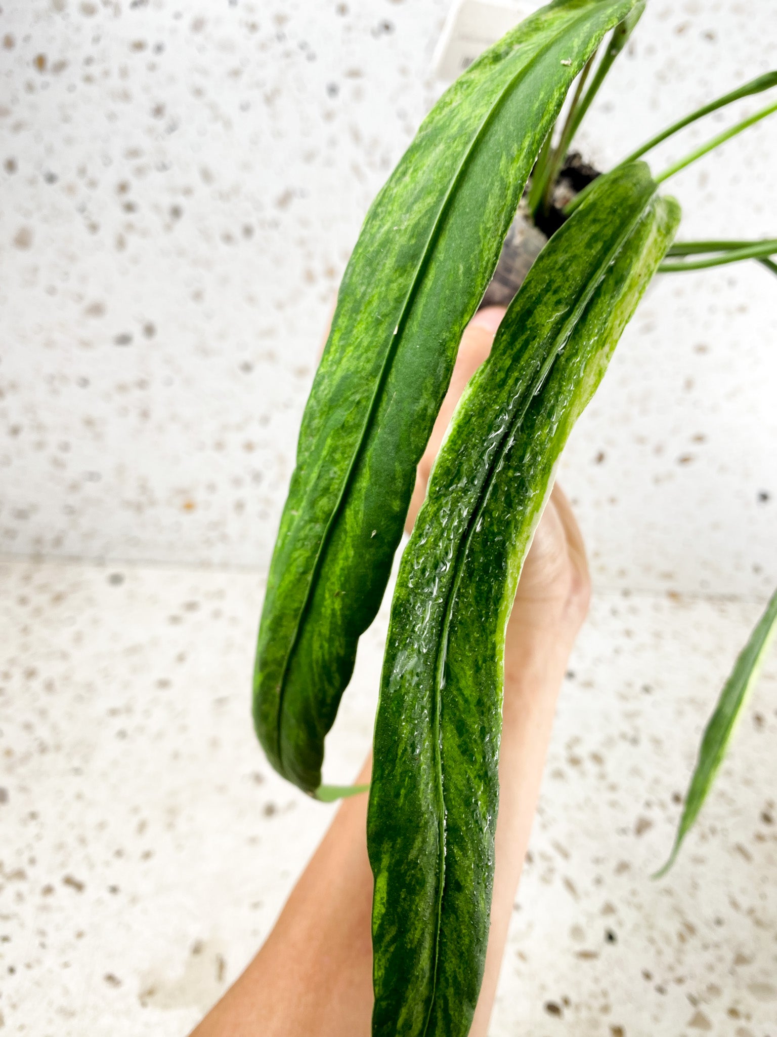 Anthurium Vittarifolium Variegated multiple leaves top cutting with inflorescence (rooted)