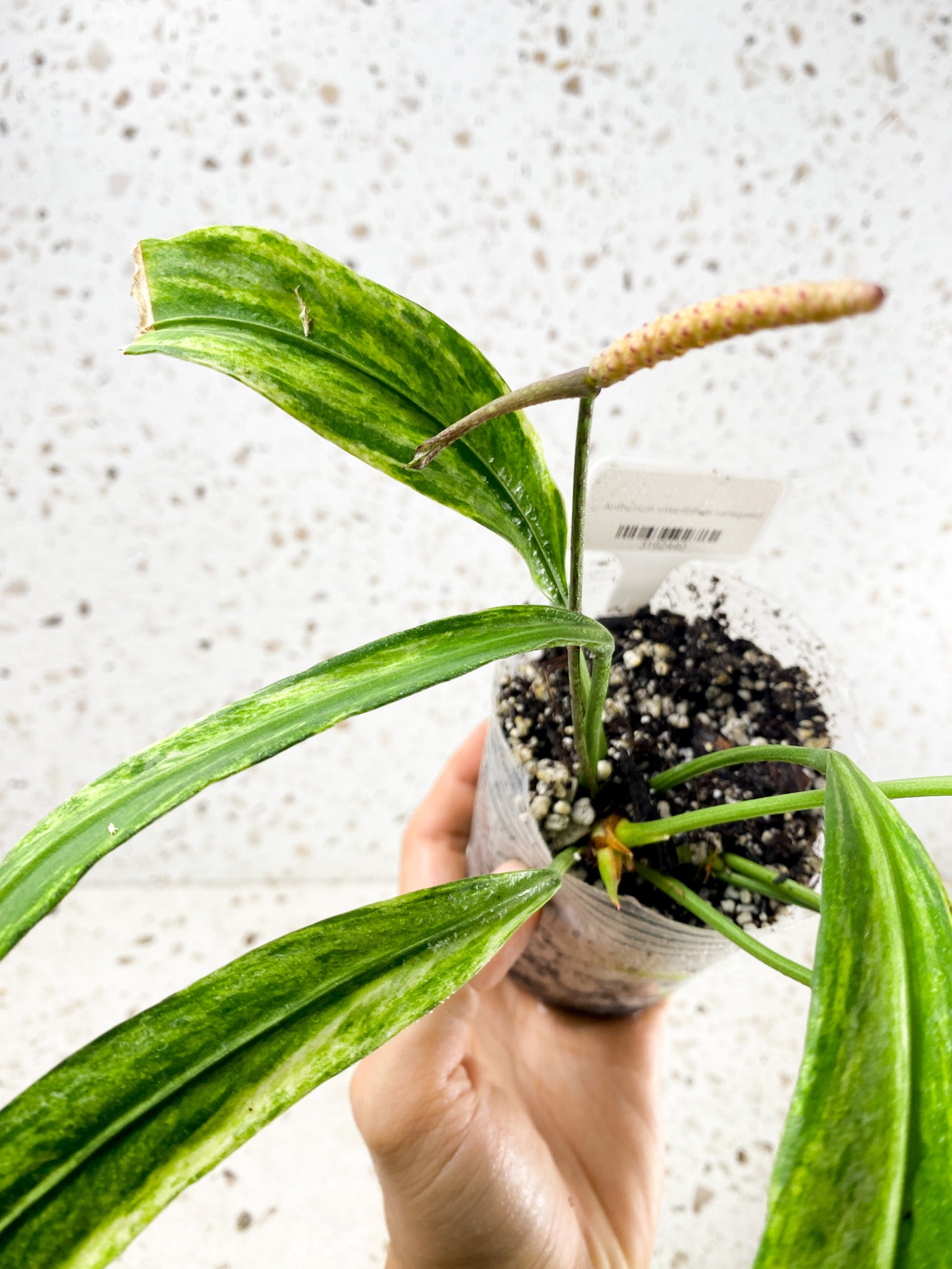 Anthurium Vittarifolium Variegated multiple leaves top cutting with inflorescence (rooted)