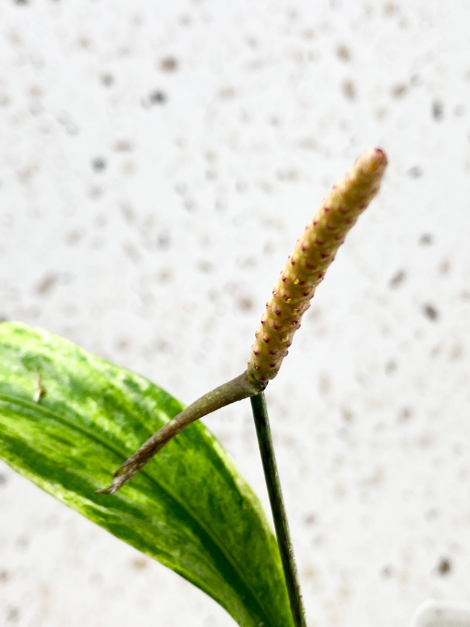 Anthurium Vittarifolium Variegated multiple leaves top cutting with inflorescence (rooted)