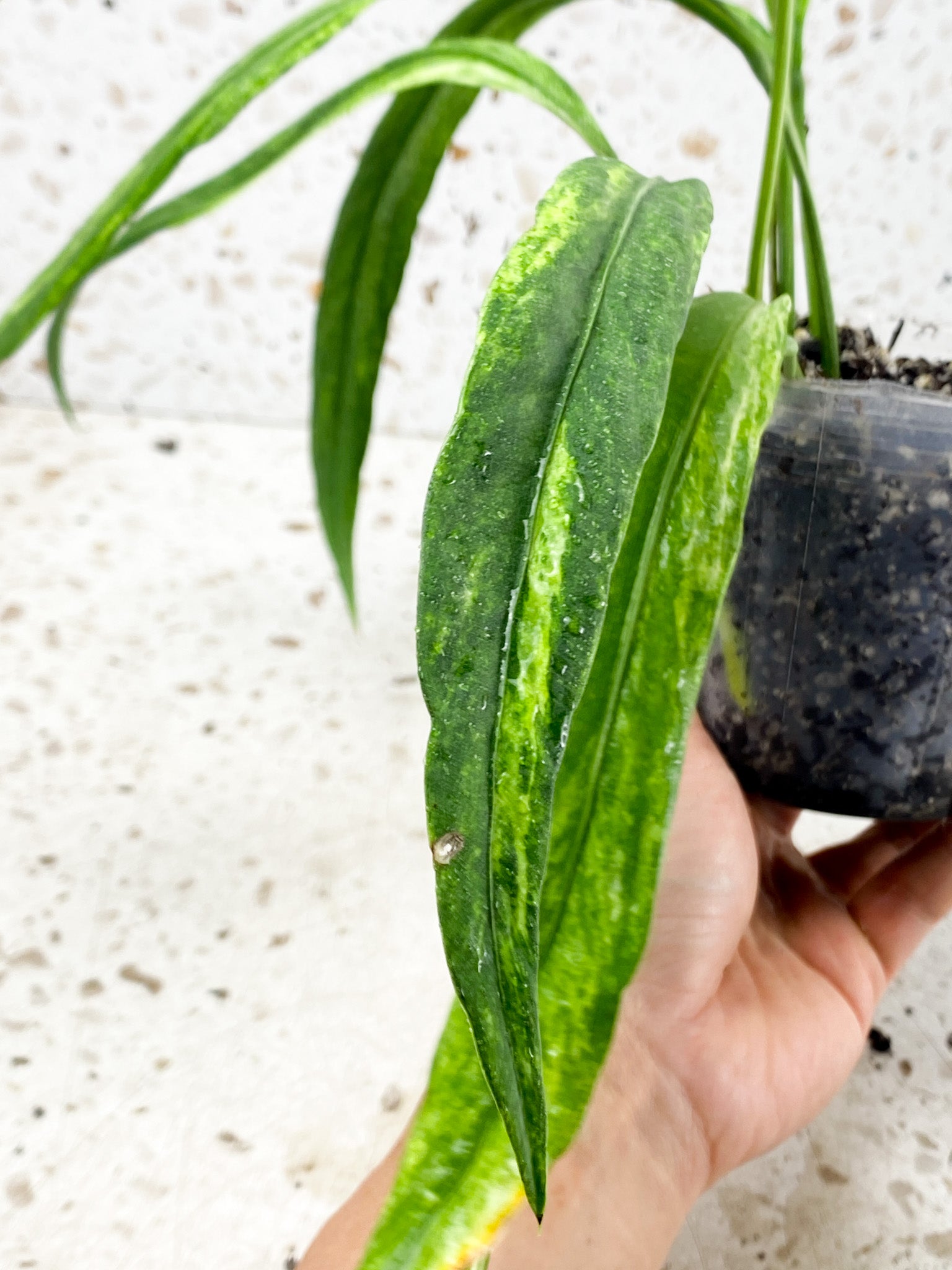 Anthurium Vittarifolium Variegated multiple leaves top cutting with inflorescence (rooted)