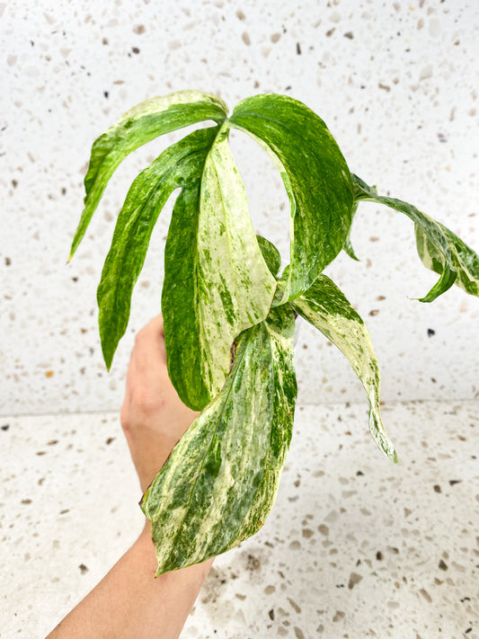 Amydrium Medium Variegated 4 leaves (rooted)