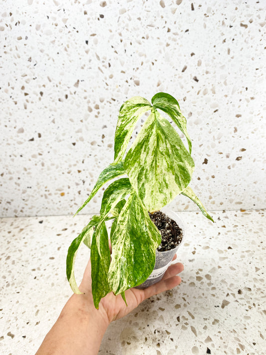 Amydrium Medium Variegated 3 leaves rooted (Mother Plant )