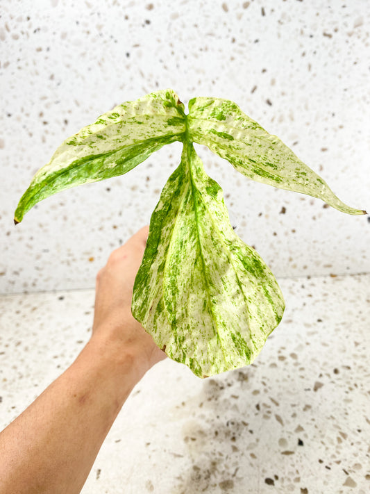 Amydrium Medium Variegated 1 highly variegated leaf 1 sprout