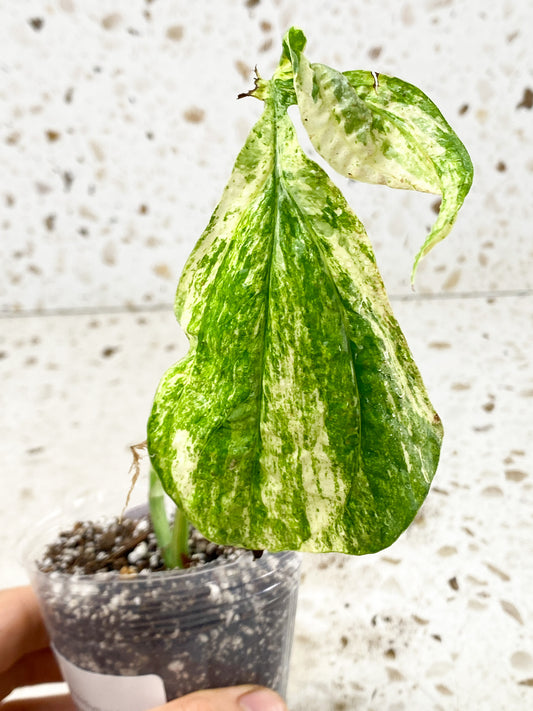 Amydrium Medium Variegated 1 leaf 1 sprout highly variegated top cutting