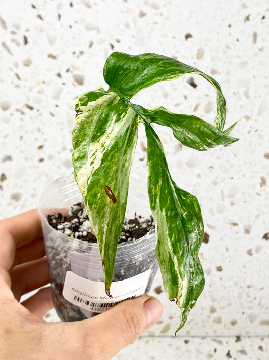 Amydrium Medium Variegated 1 leaf 1 sprout (slightly rooted)