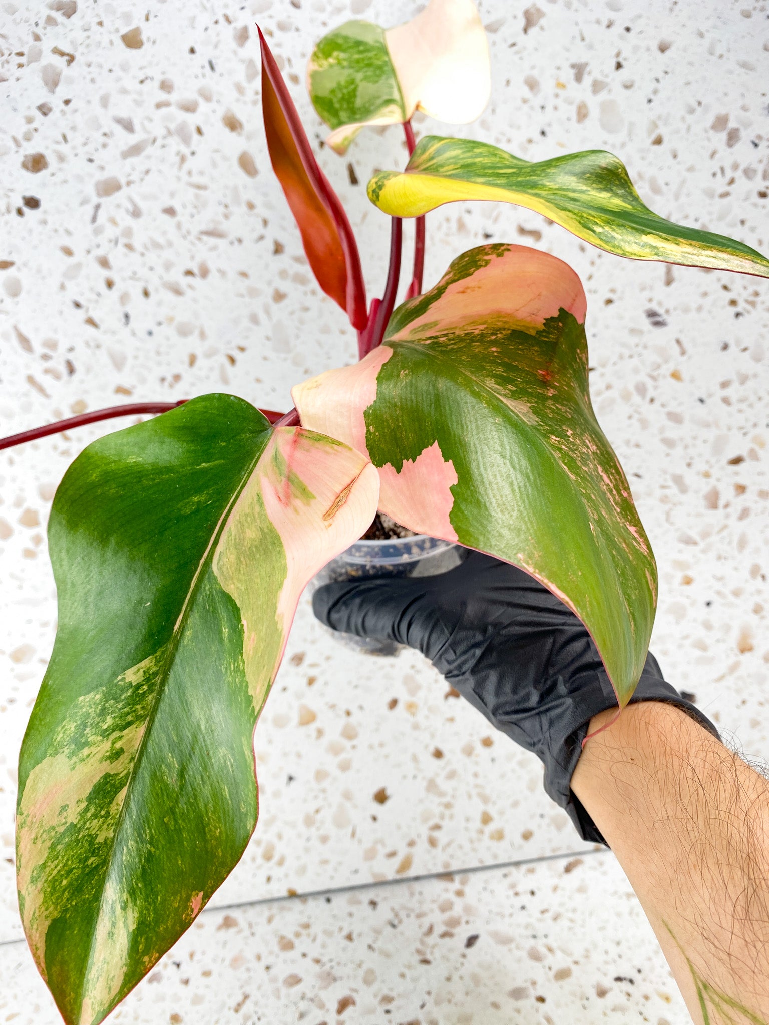 Philodendron Strawberry Shake 5 leaves 1 unfurling top cutting