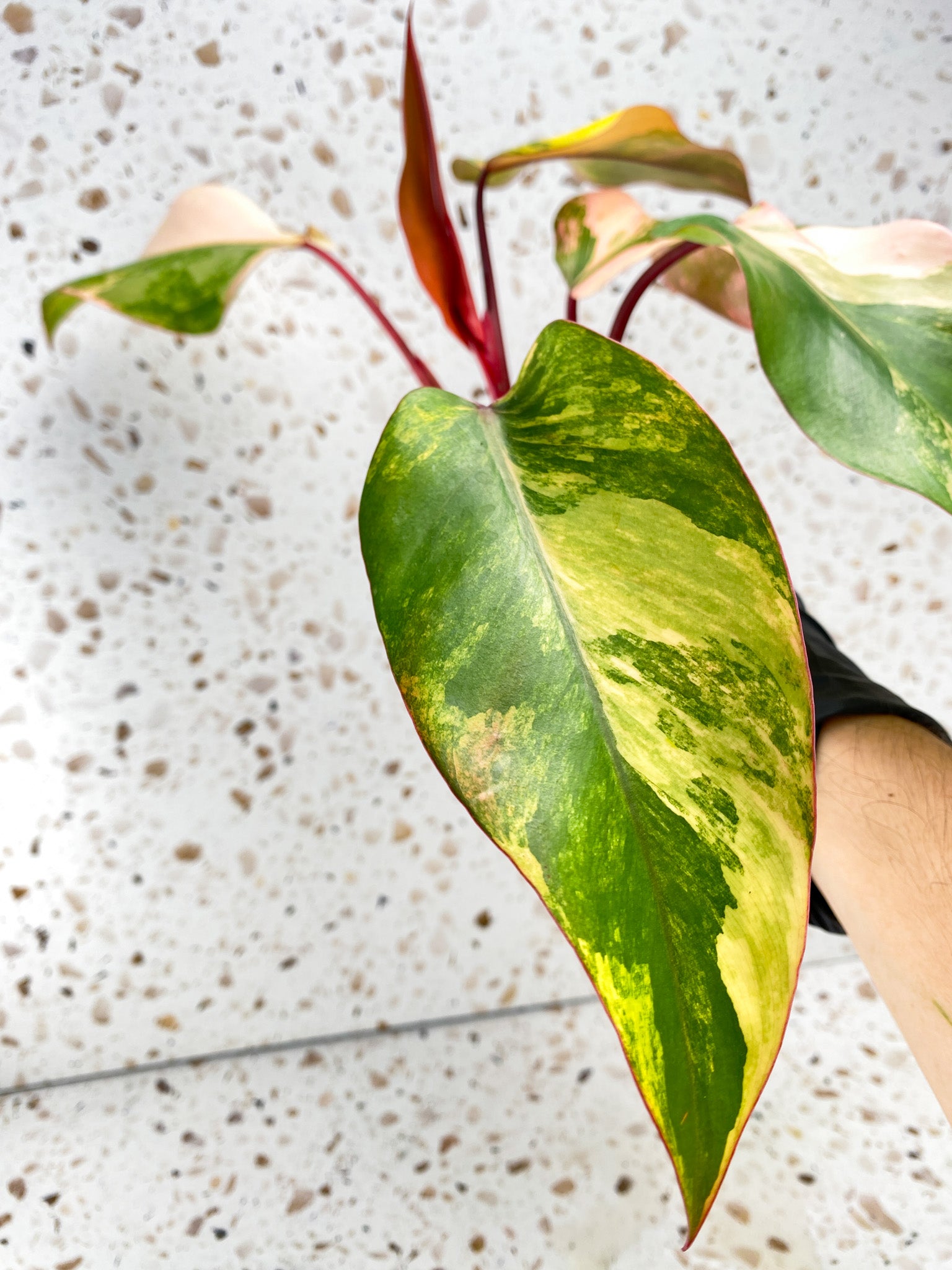 Philodendron Strawberry Shake 5 leaves 1 unfurling top cutting