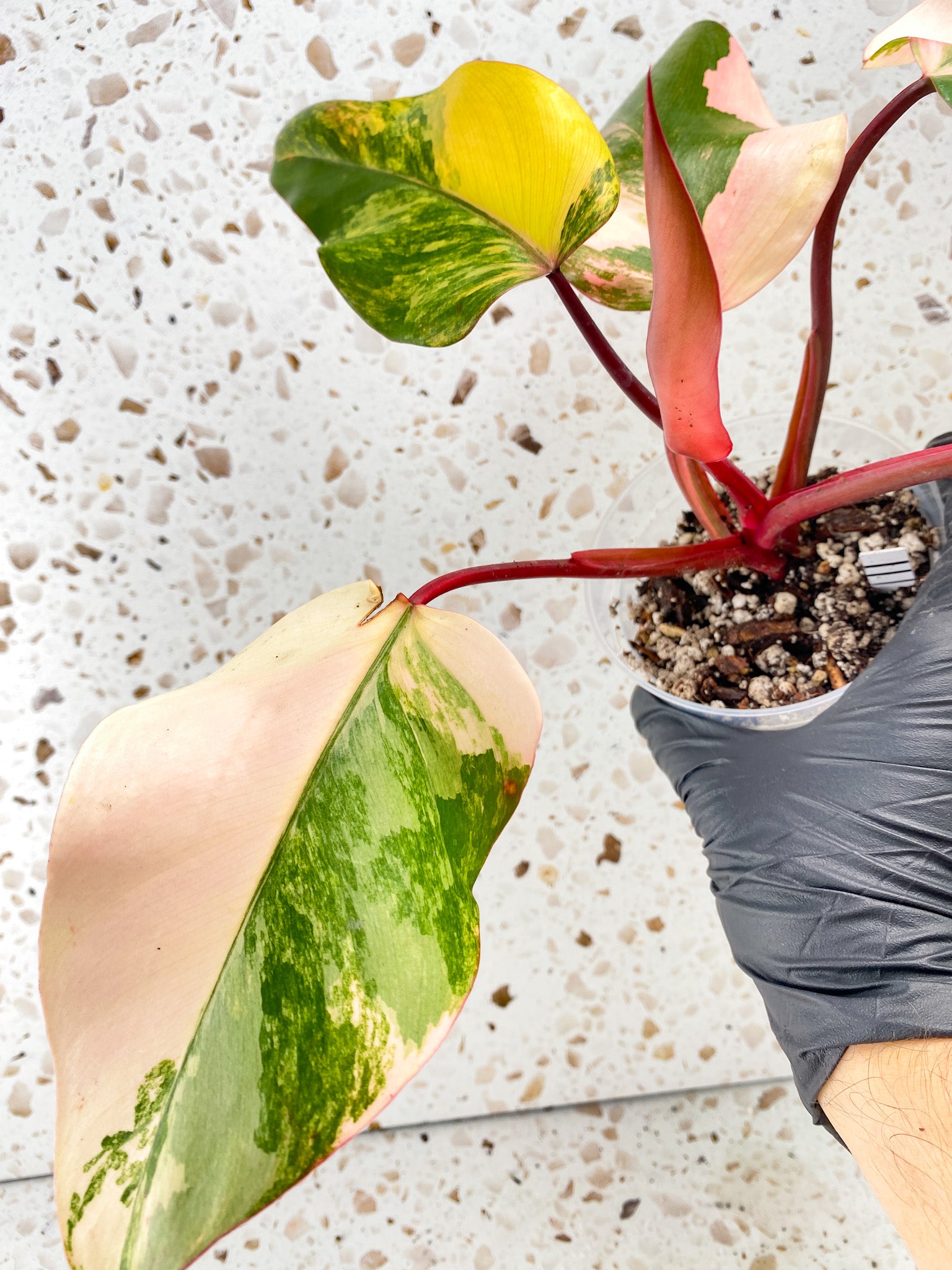 Philodendron Strawberry Shake 5 leaves 1 unfurling top cutting
