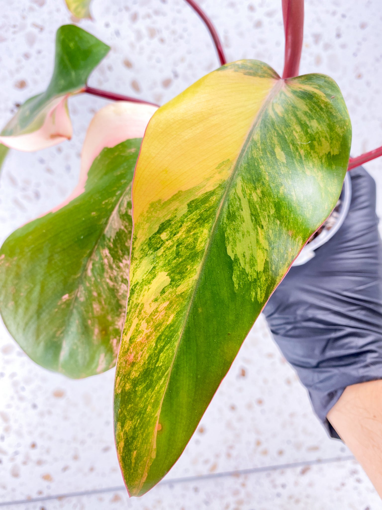 Philodendron Strawberry Shake 5 leaves 1 unfurling top cutting