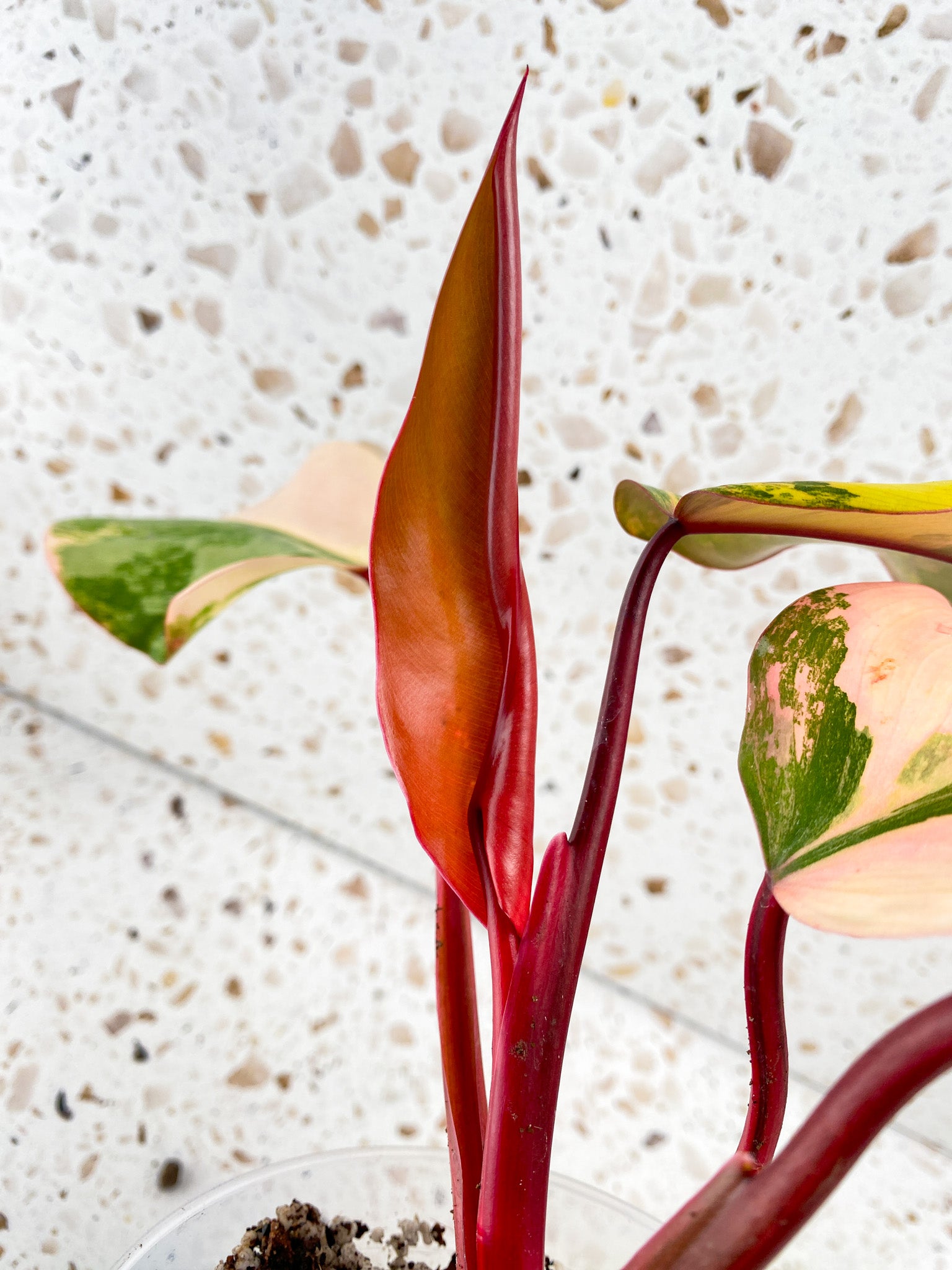 Philodendron Strawberry Shake 5 leaves 1 unfurling top cutting