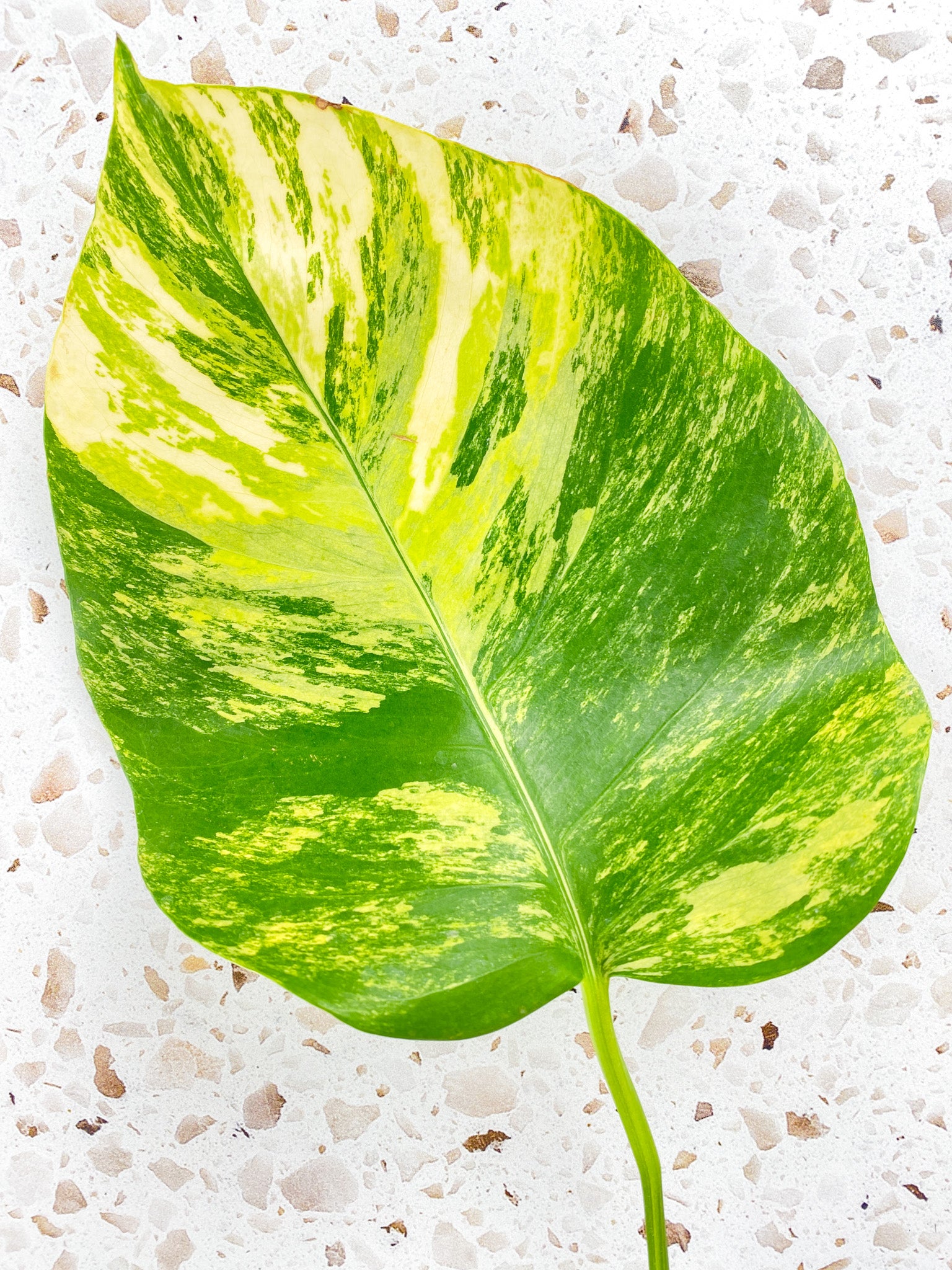 Monstera Aurea Tricolor 1 leaf