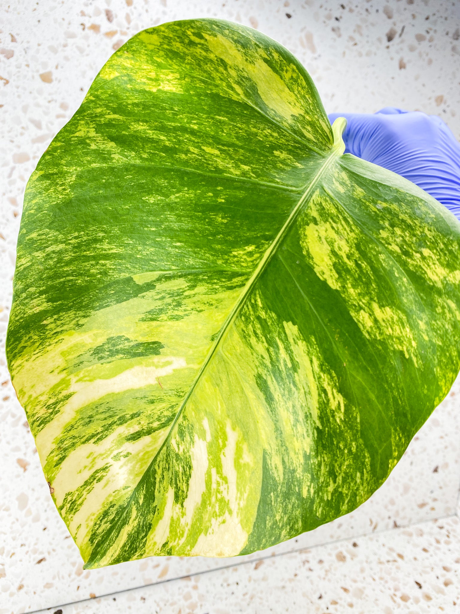 Monstera Aurea Tricolor 1 leaf
