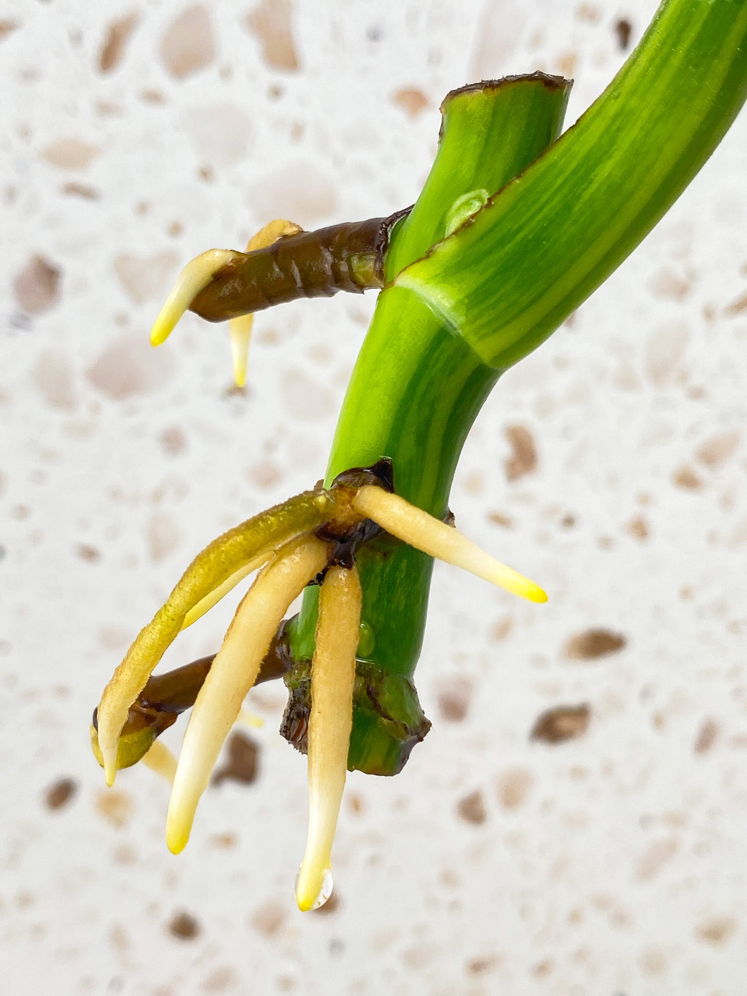 Monstera Aurea Tricolor 1 leaf