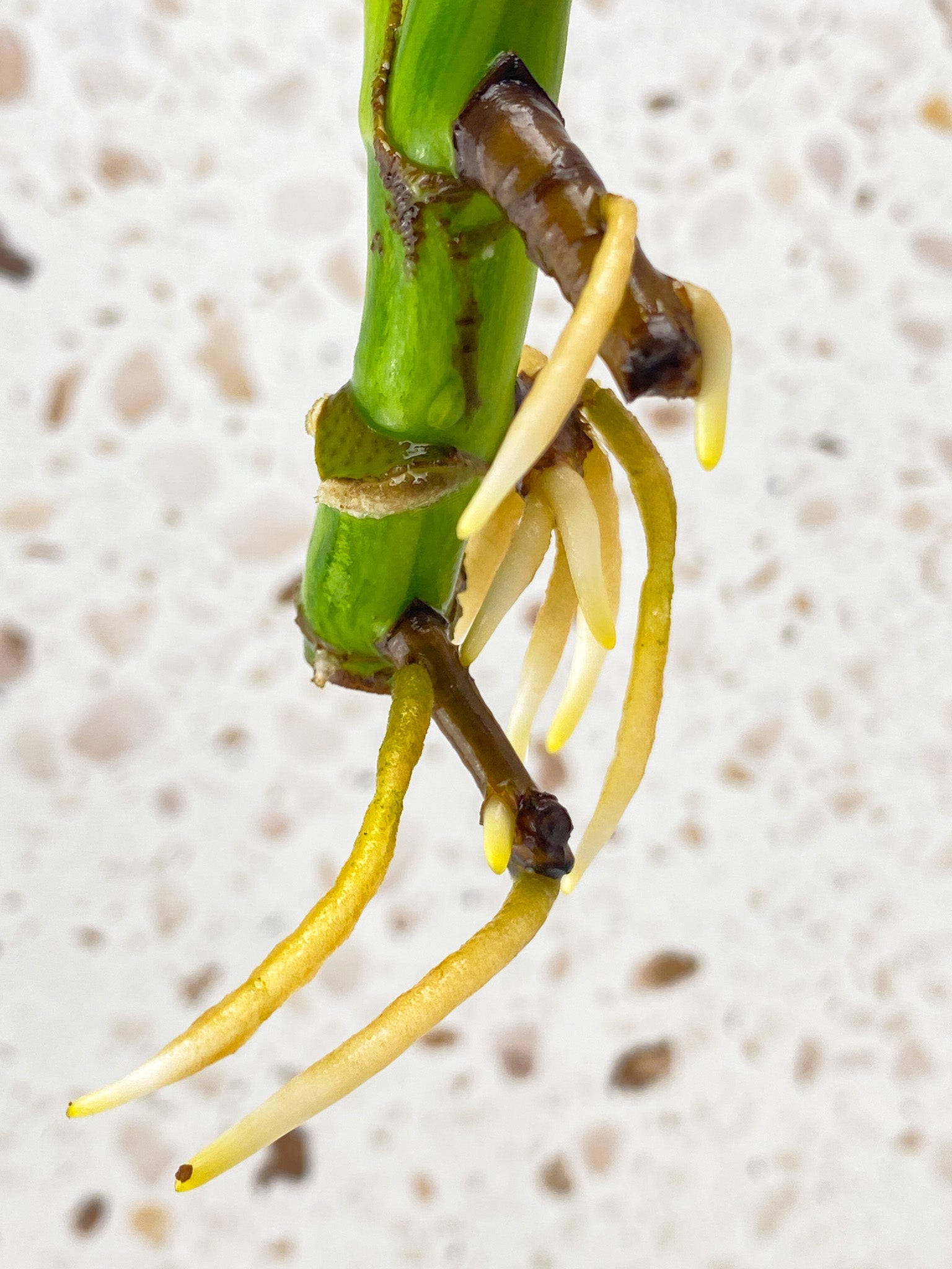 Monstera Aurea Tricolor 1 leaf