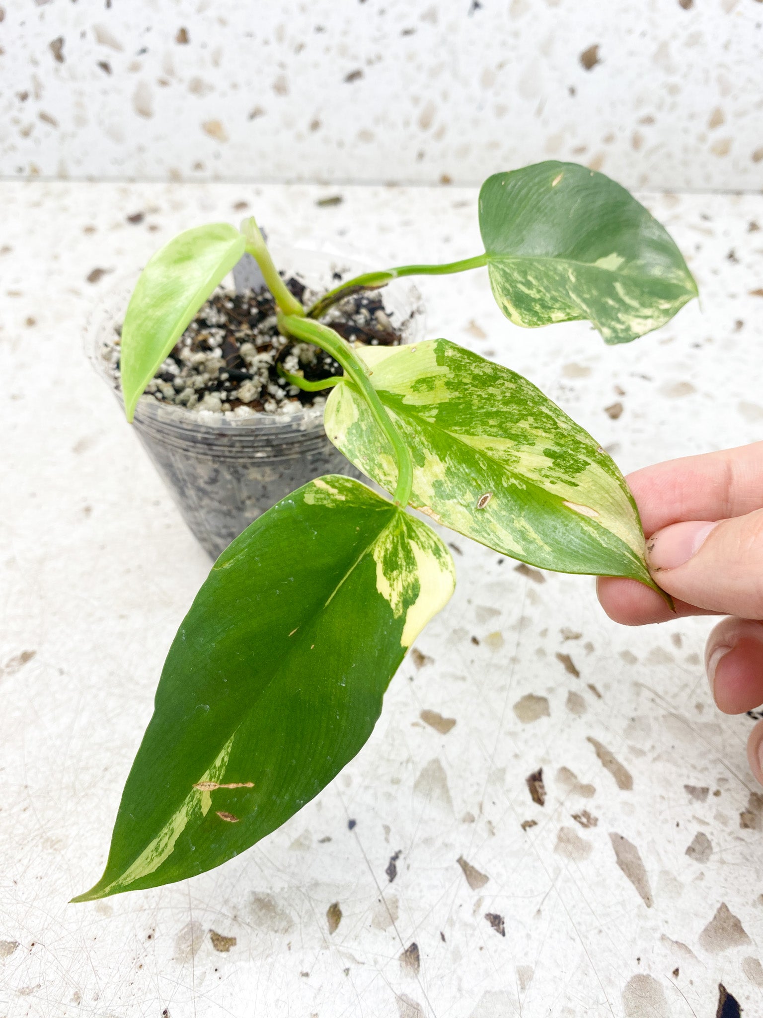 Philodendron Bipennifolium Variegated 4 leaf top cutting (rooting)