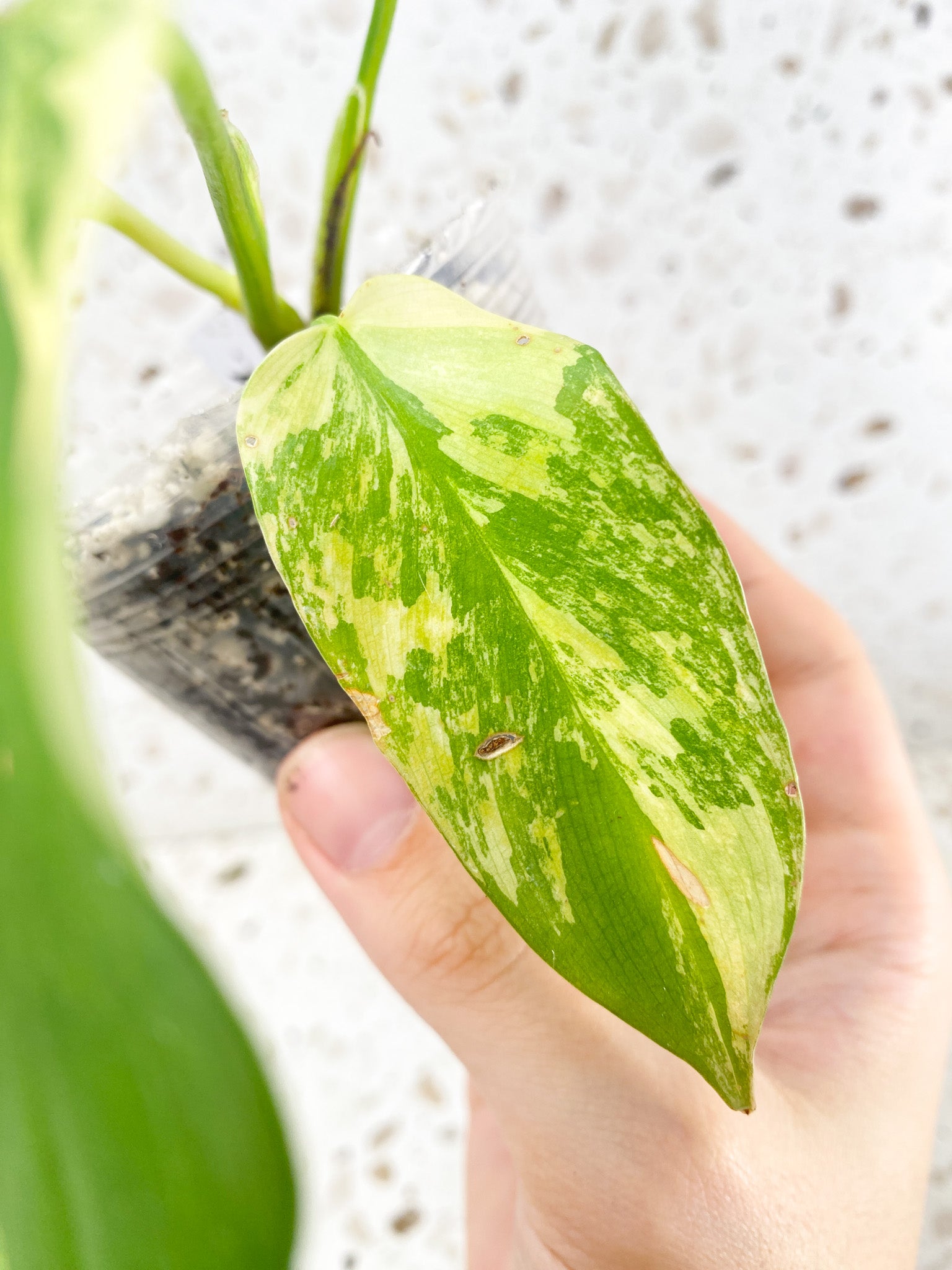 Philodendron Bipennifolium Variegated 4 leaf top cutting (rooting)