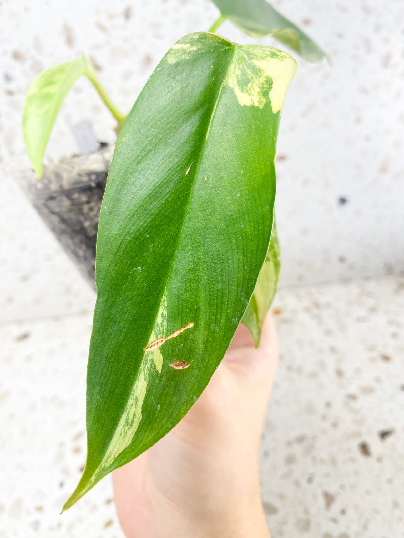 Philodendron Bipennifolium Variegated 4 leaf top cutting (rooting)