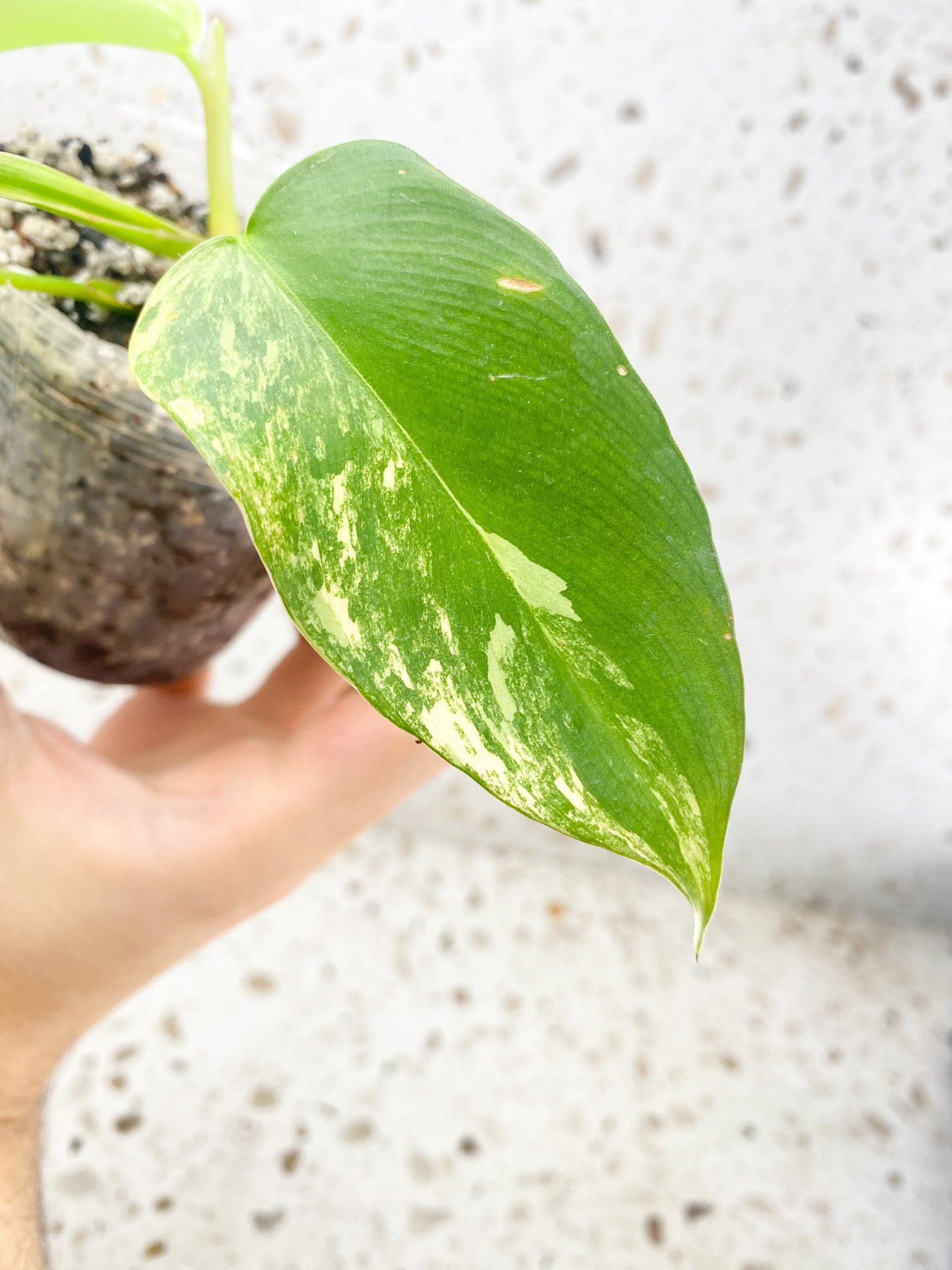 Philodendron Bipennifolium Variegated 4 leaf top cutting (rooting)