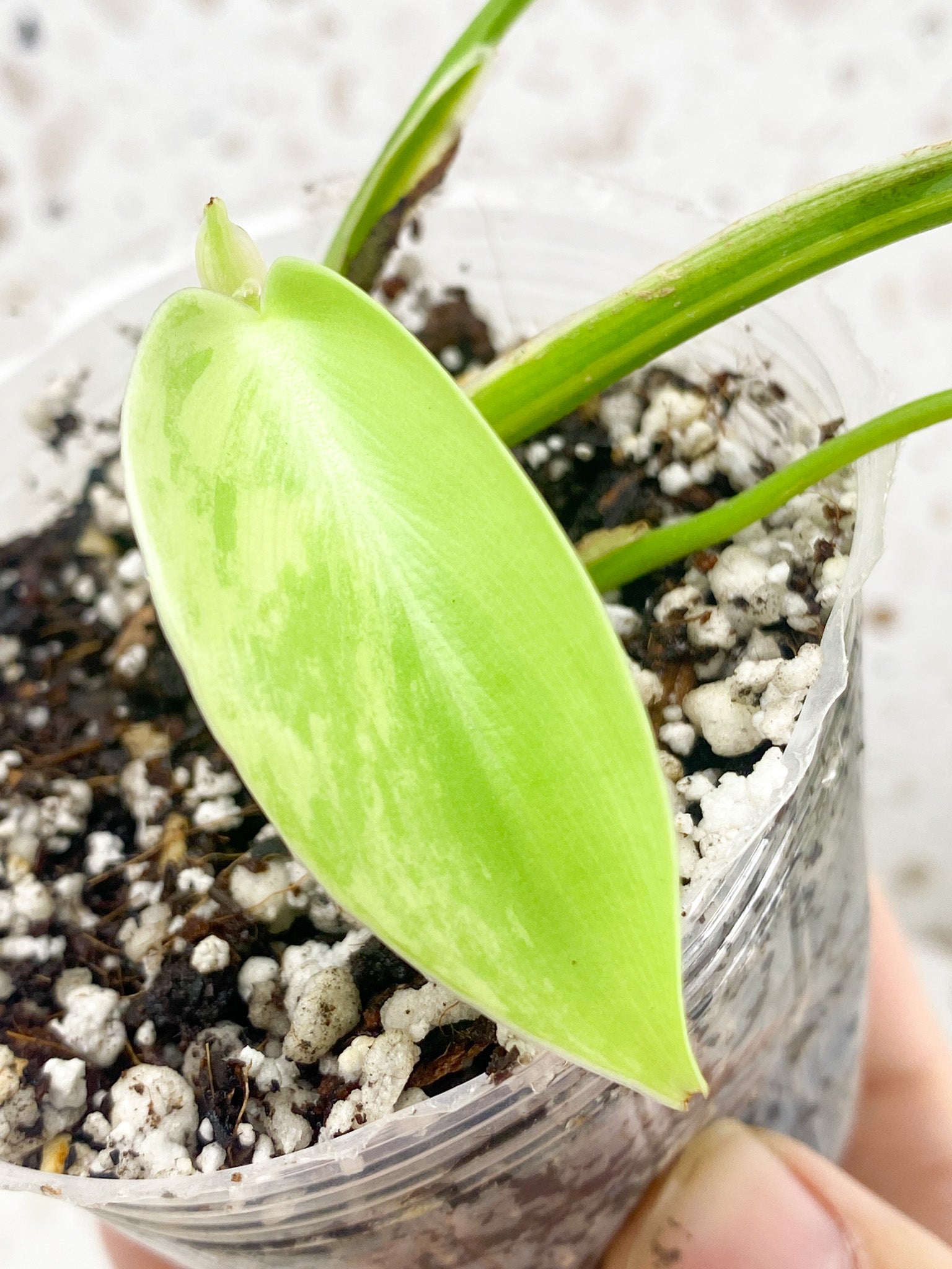 Philodendron Bipennifolium Variegated 4 leaf top cutting (rooting)