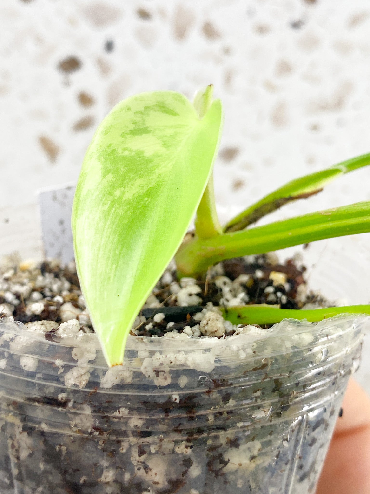 Philodendron Bipennifolium Variegated 4 leaf top cutting (rooting)