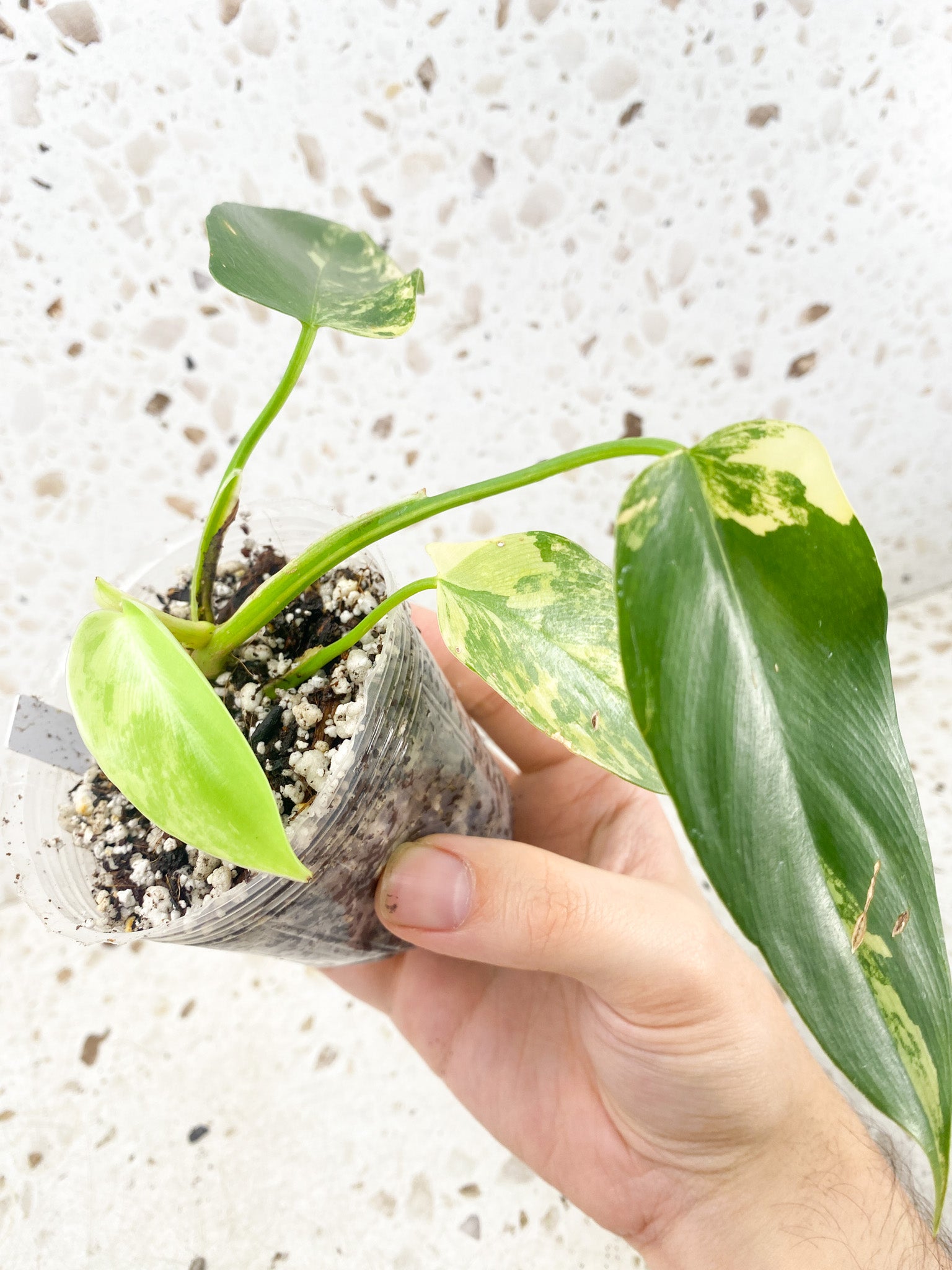 Philodendron Bipennifolium Variegated 4 leaf top cutting (rooting)