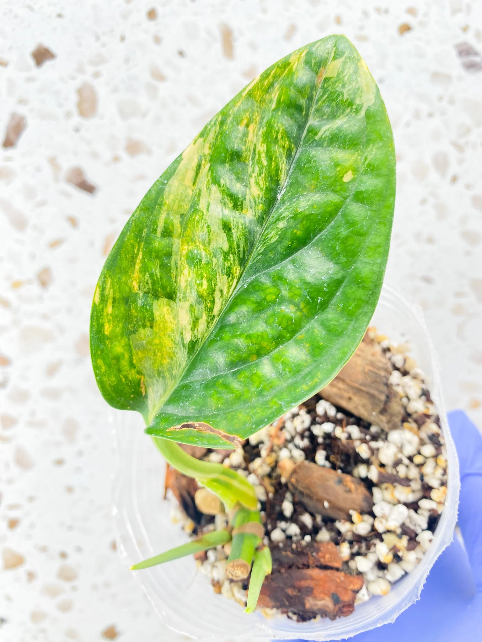 Invoice for Lori Roehrl Partee (7 plants)