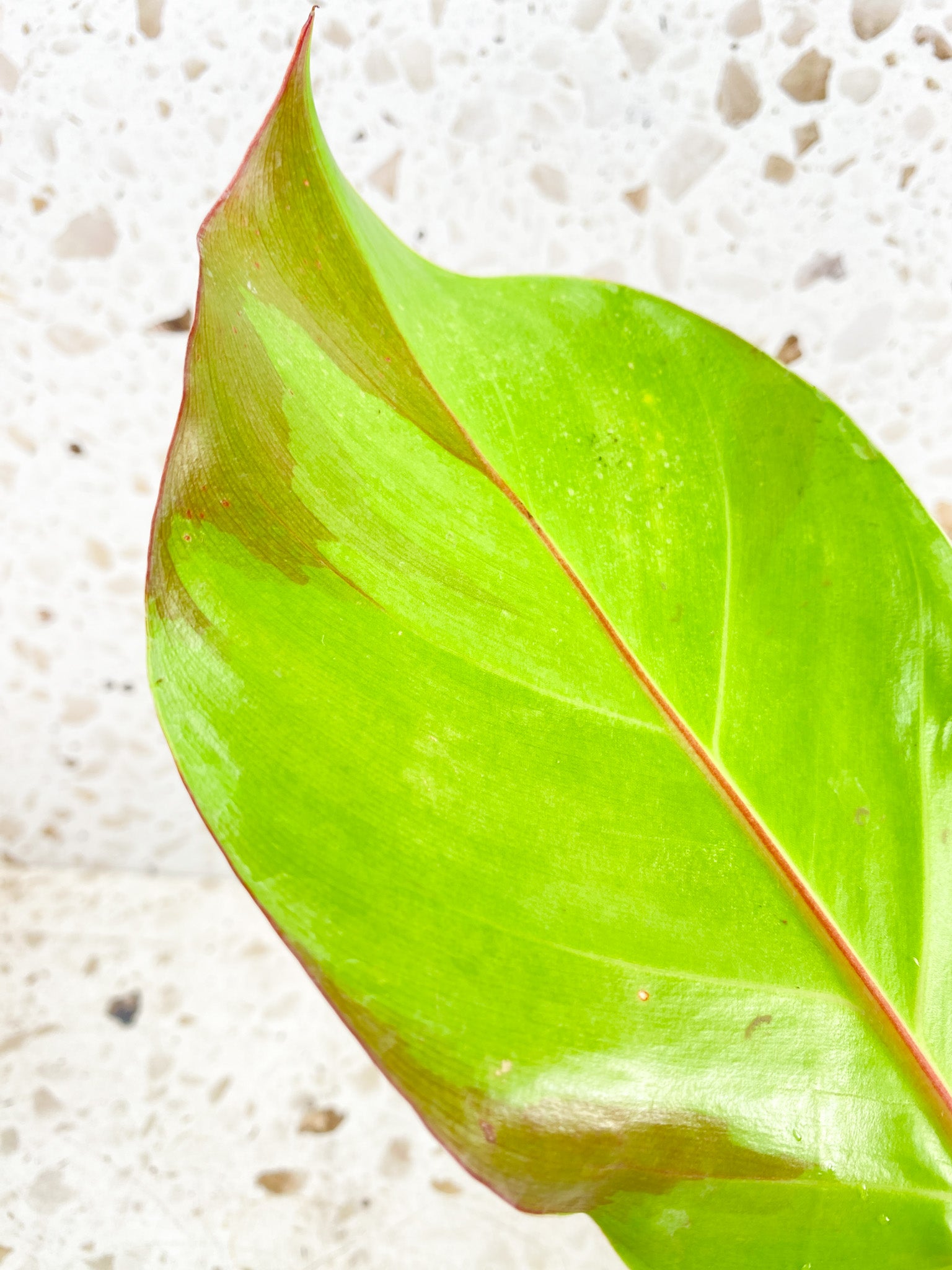 *Philodendron Red Moon Variegated 1 leaf with big sprout (rooting in water)